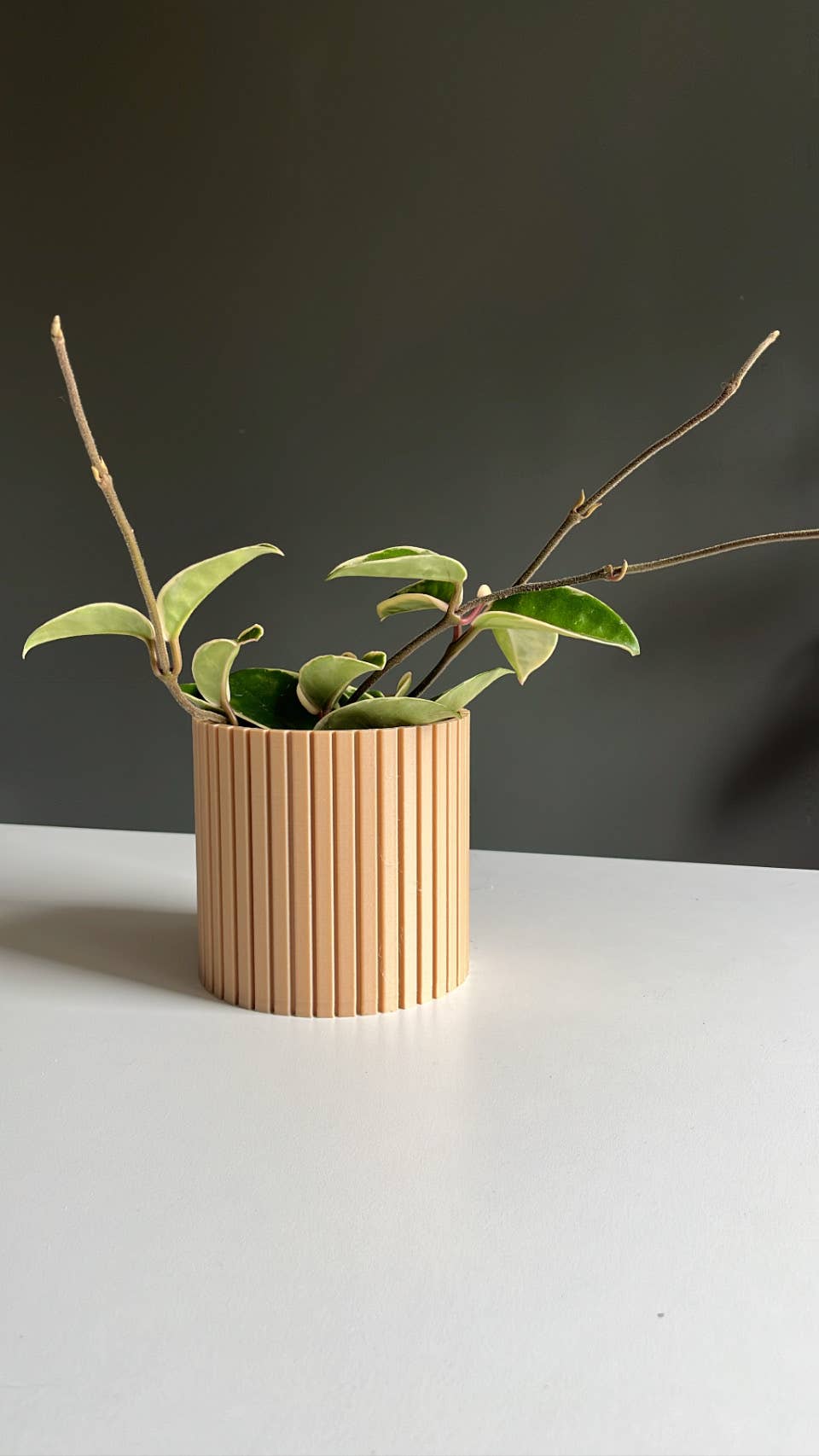 The Nordic Plant Pot in Birch | Small by Prairie City Printing Co.
