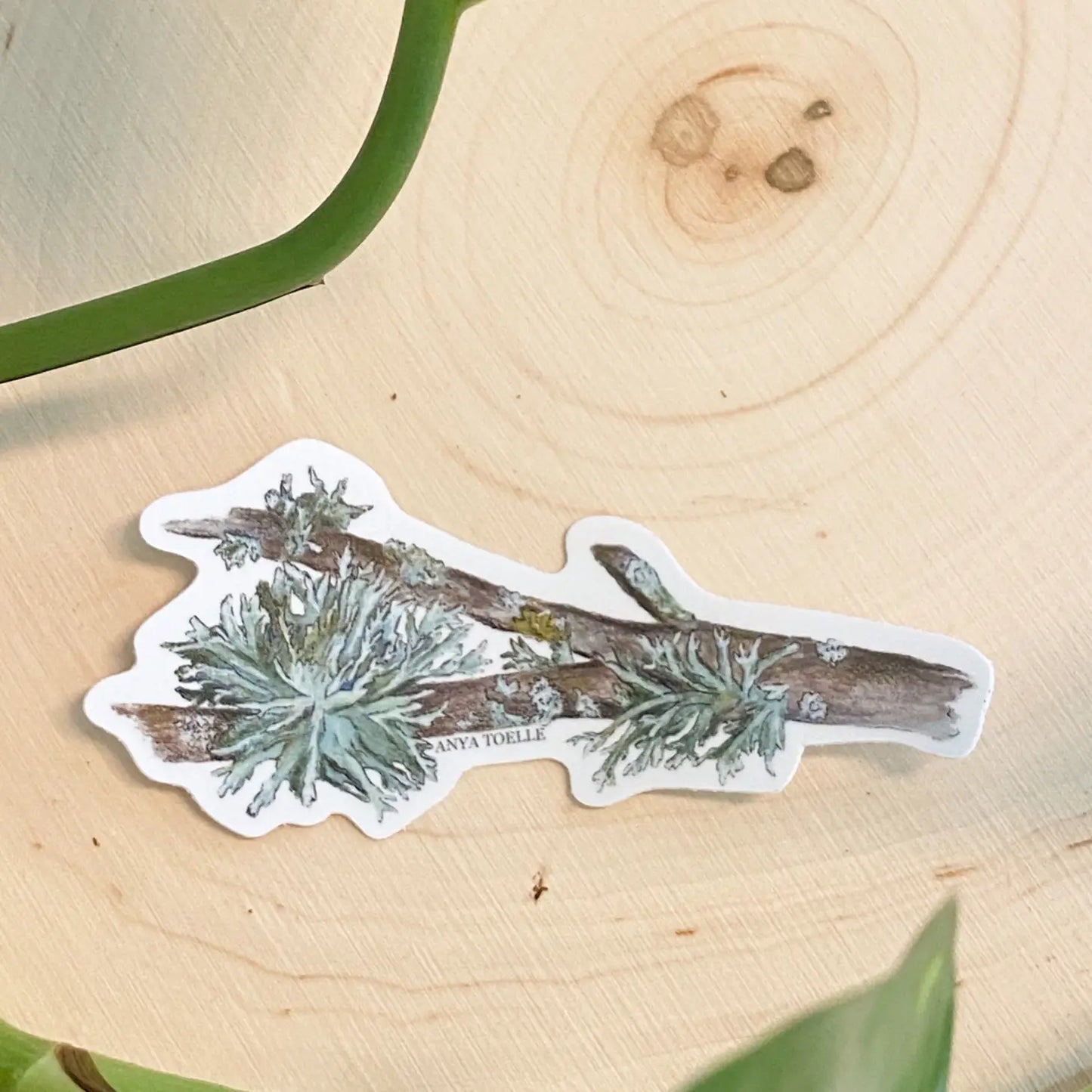 Lichen Sticker by Anya Toelle