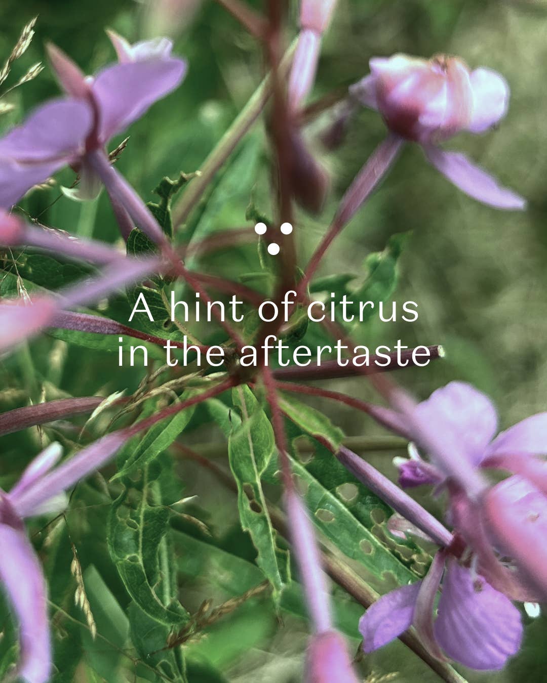 Pink flowers with green leaves and text overlay 'A hint of citrus in the aftertaste'.