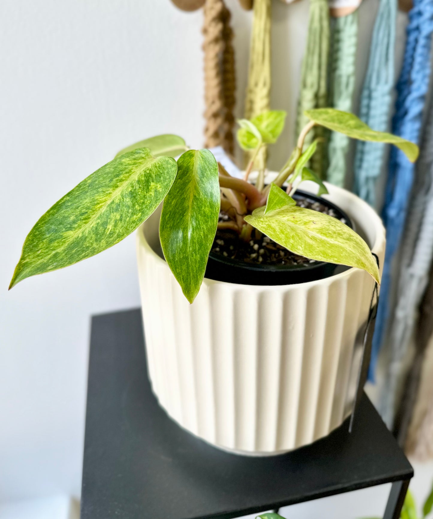 Philodendron - Painted Lady #326 by Passionate Gem