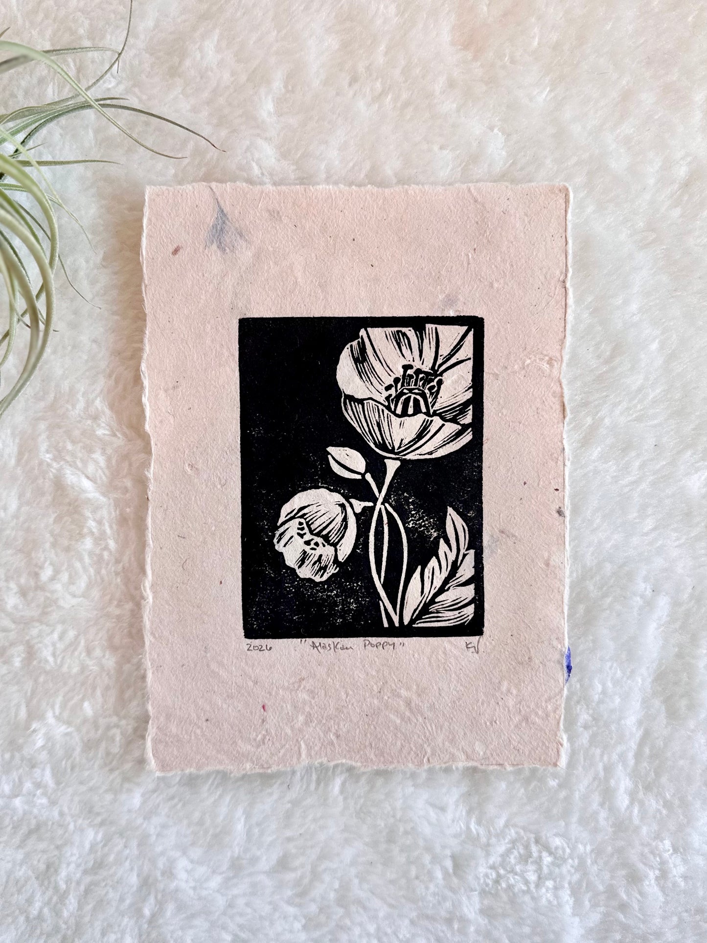 Alaskan Poppy Print by Adrift Prints