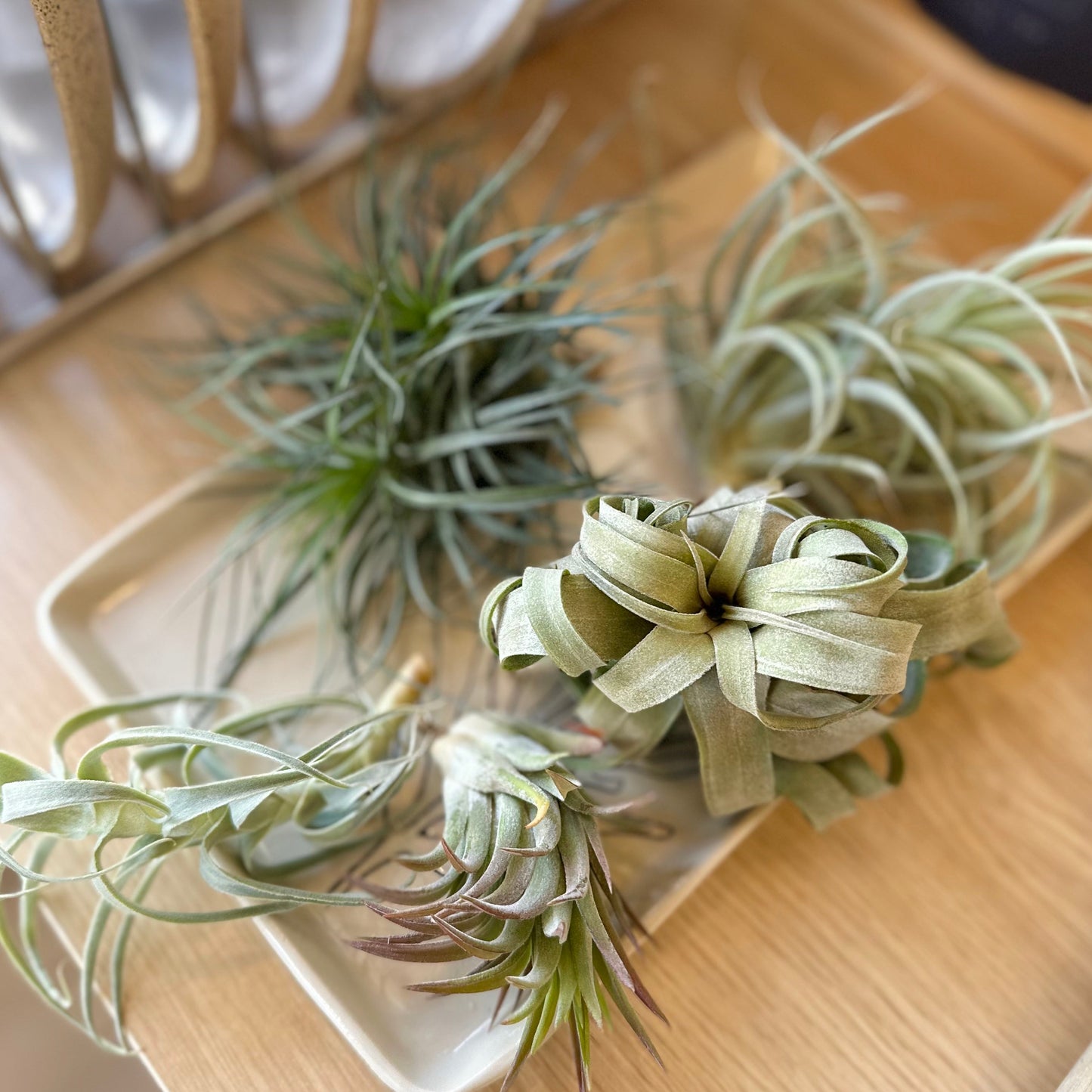 Air Plant | Large by Passionate Gem