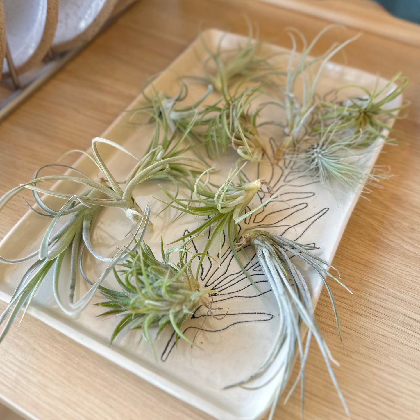 Air Plant | Small by Passionate Gem