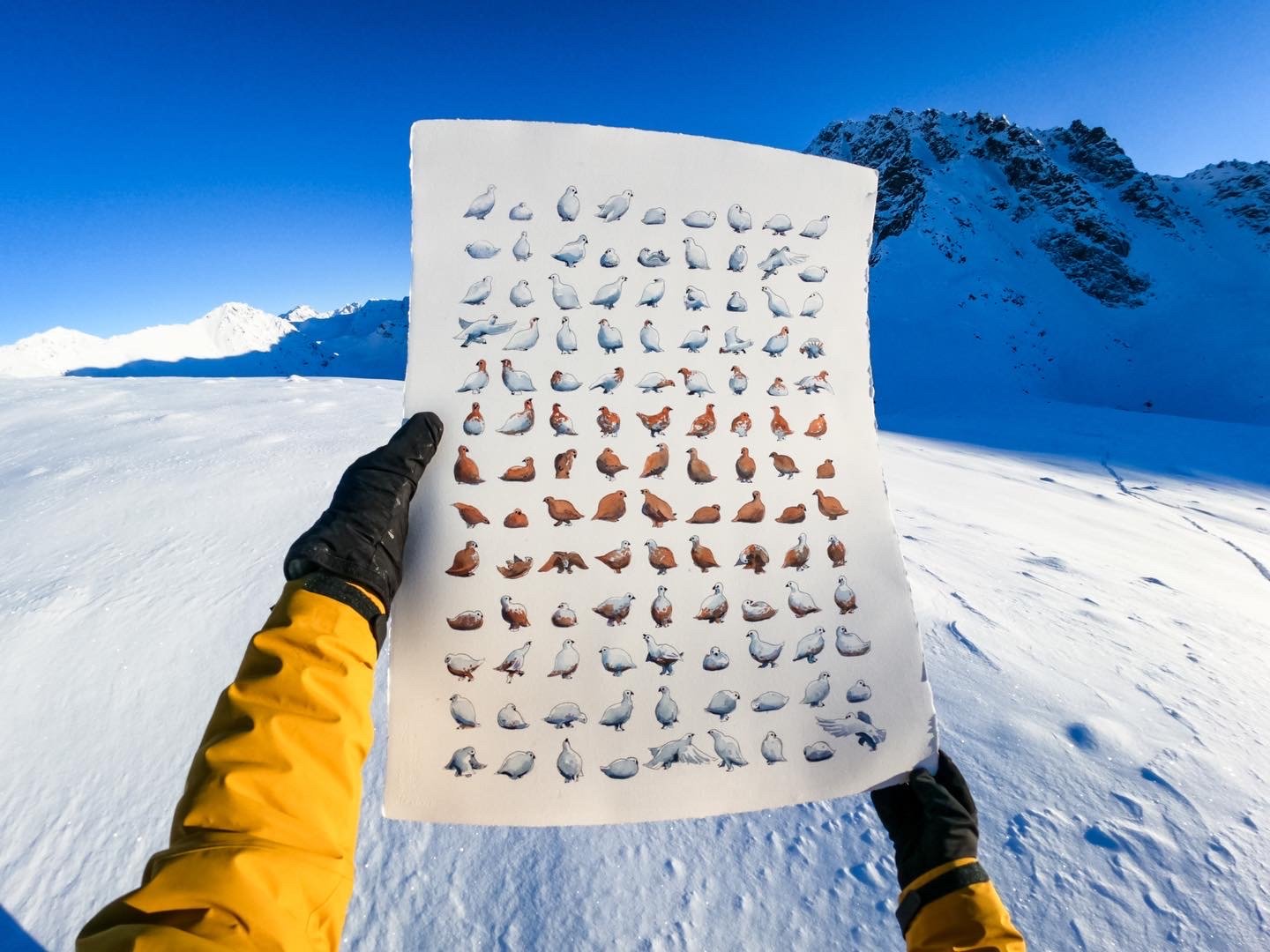 Phases of the Ptarmigan 11x14 Print by Max Romey