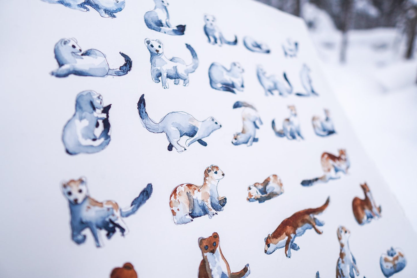 Phases of the Ermine 11x14 Print by Max Romey