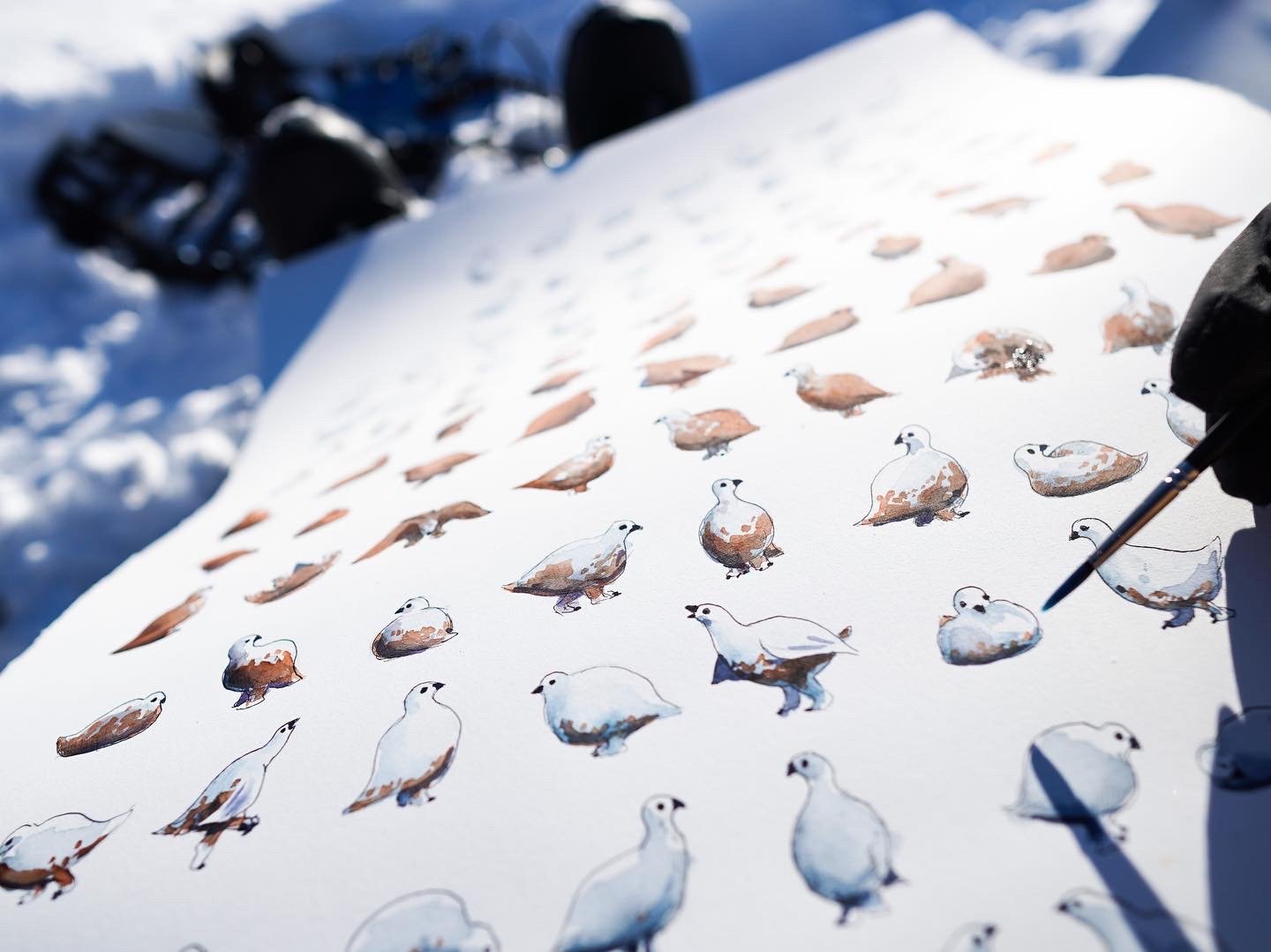 Phases of the Ptarmigan 11x14 Print by Max Romey