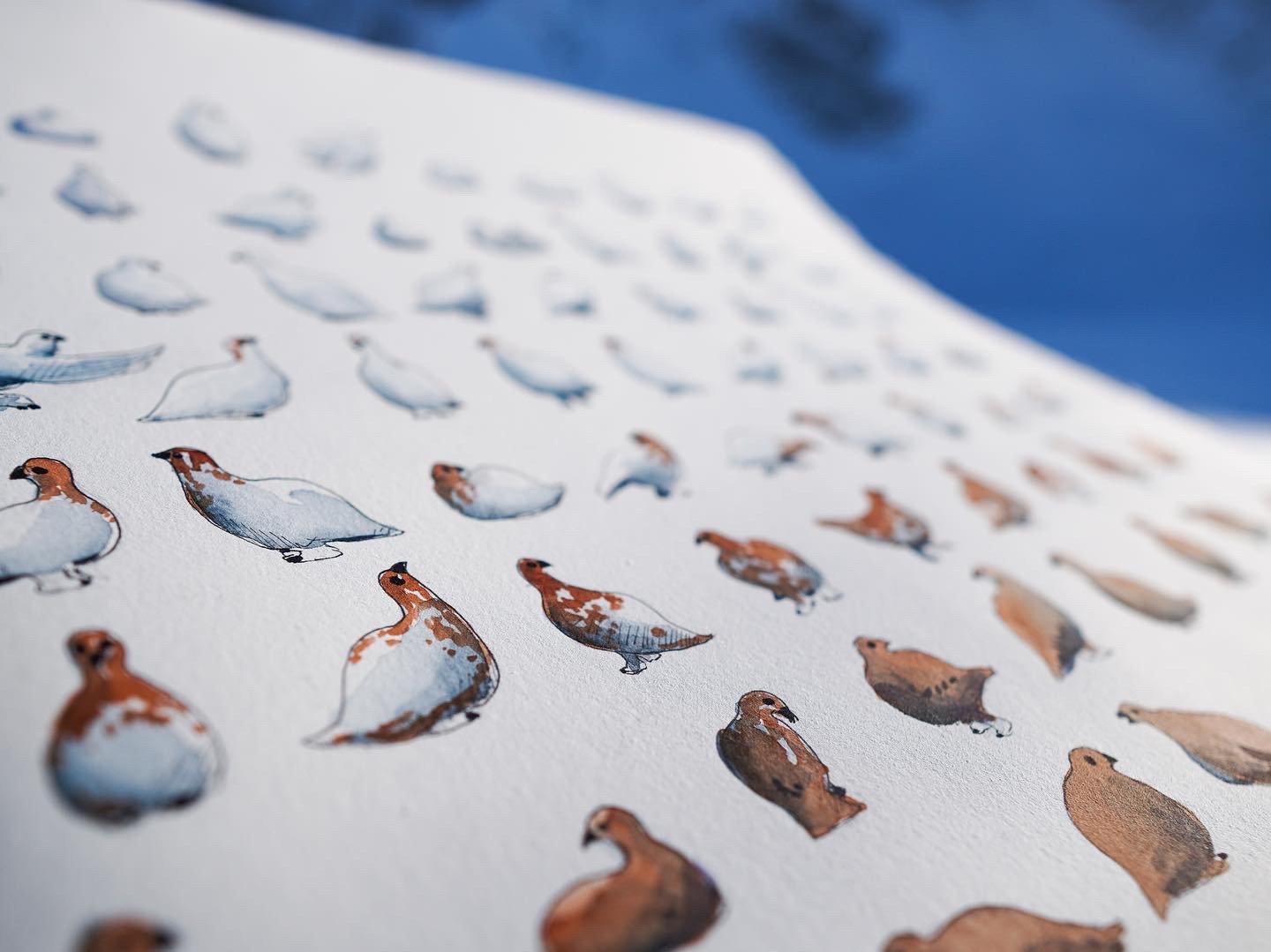Phases of the Ptarmigan 11x14 Print by Max Romey