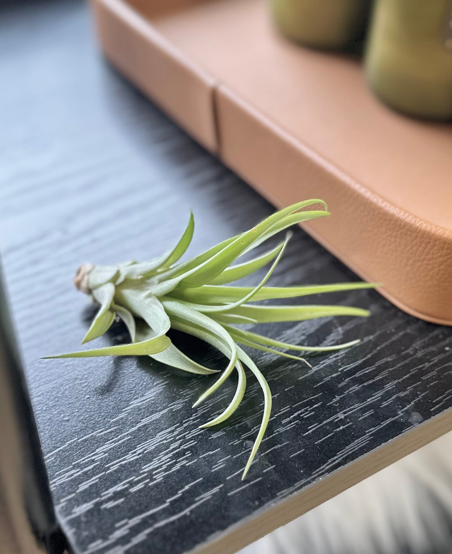 Air Plant #328 by Passionate Gem