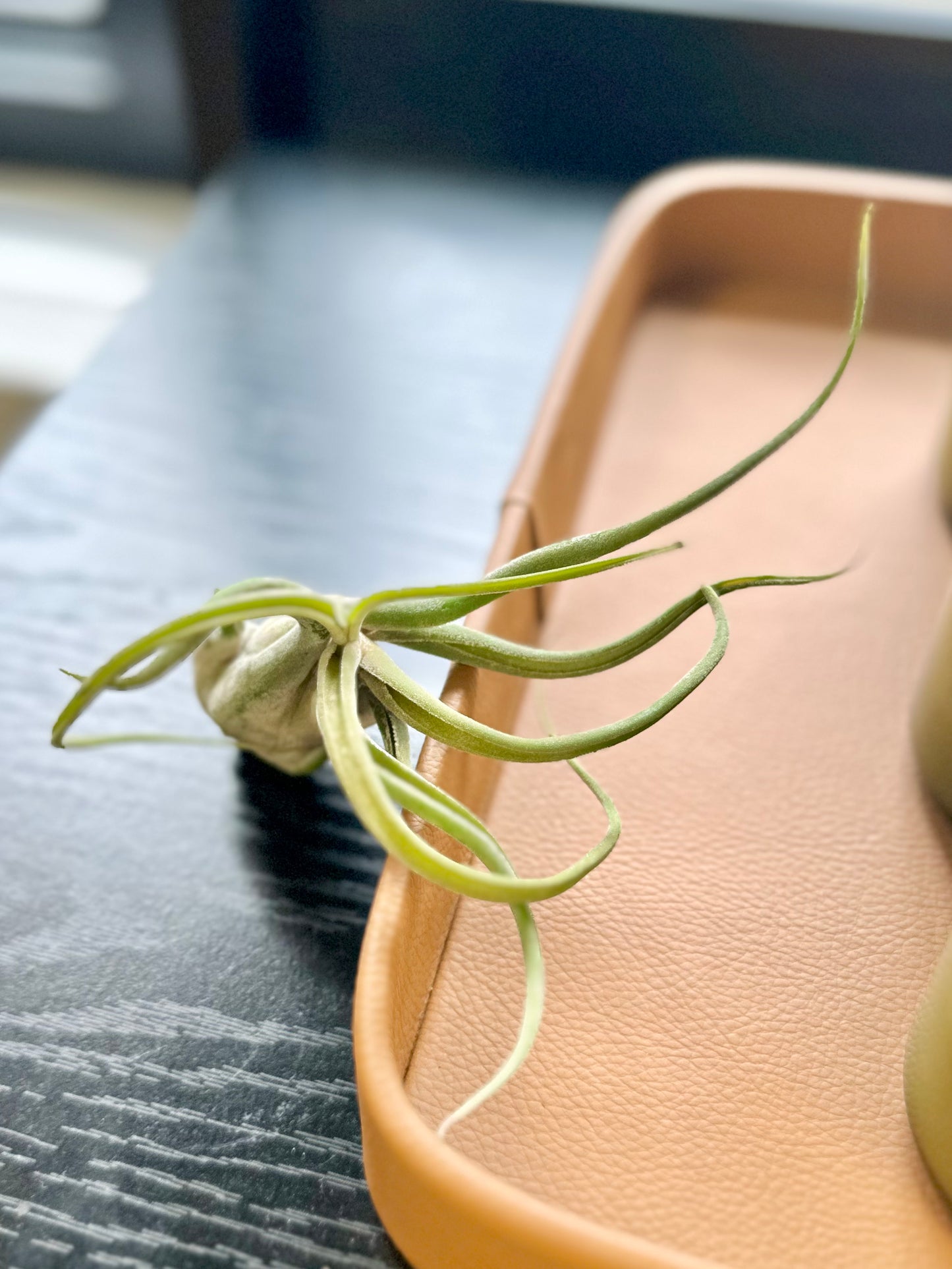 Air Plant #327 by Passionate Gem