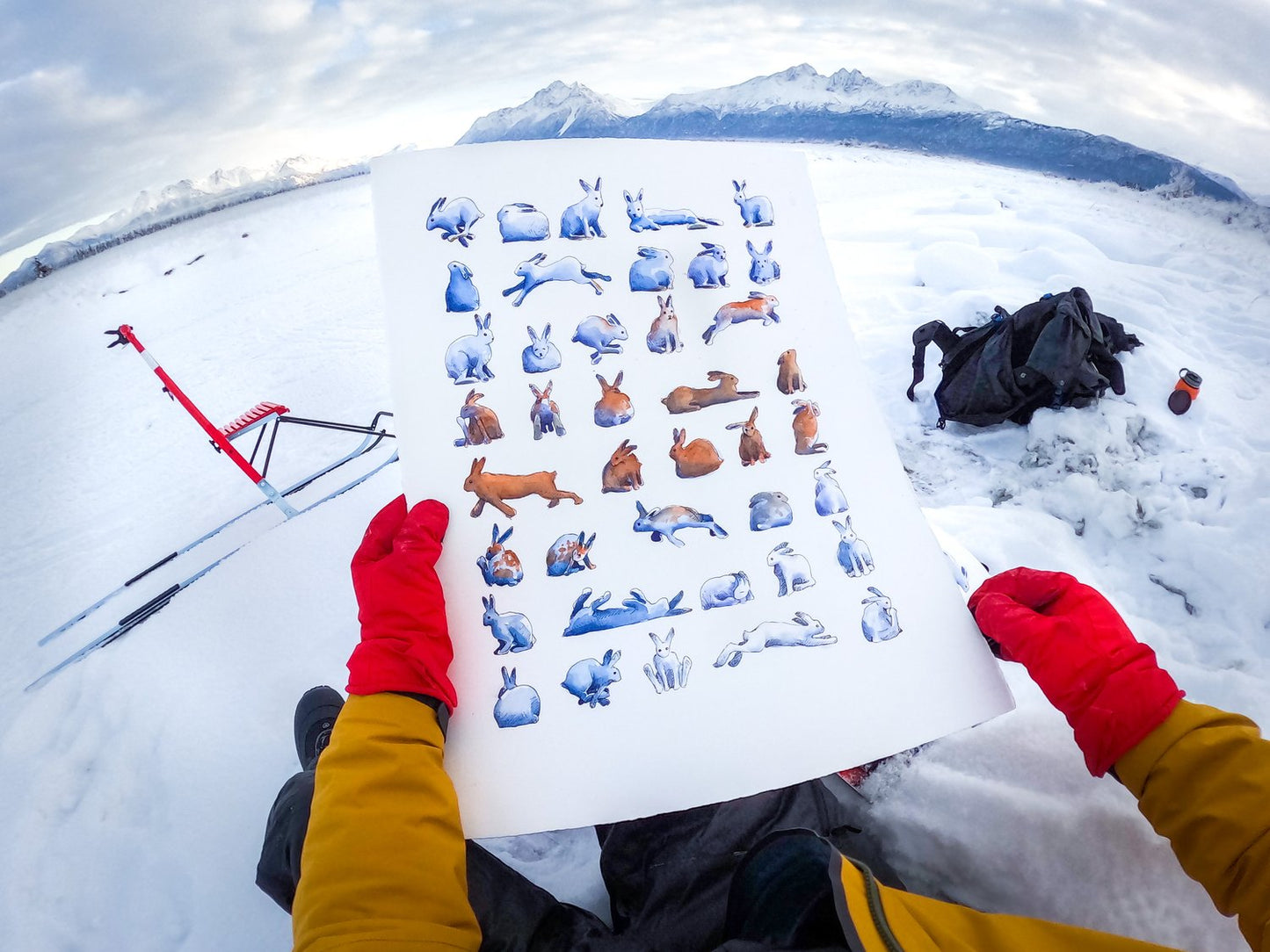 Phases of the Snowshoe Hare 11x14 Print by Max Romey