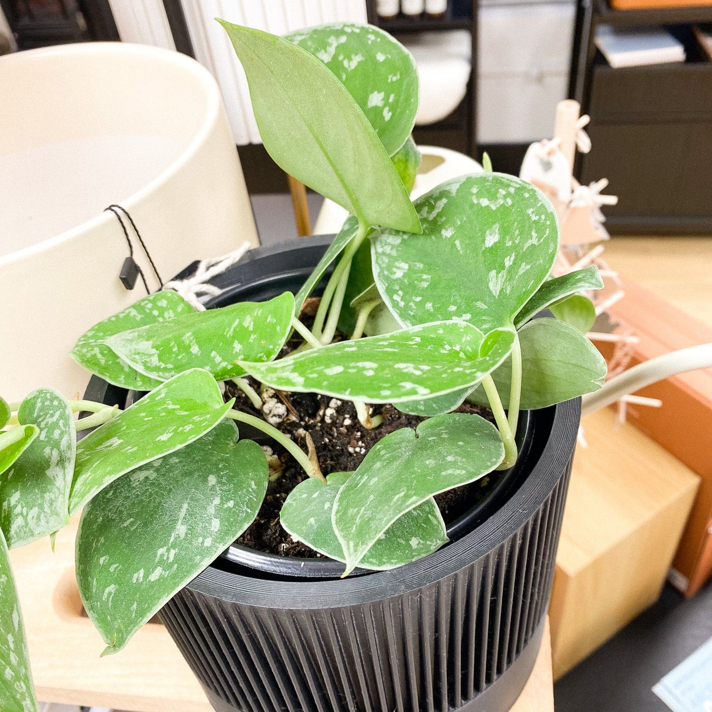 Silver Satin Pothos Plant #368 by Passionate Gem