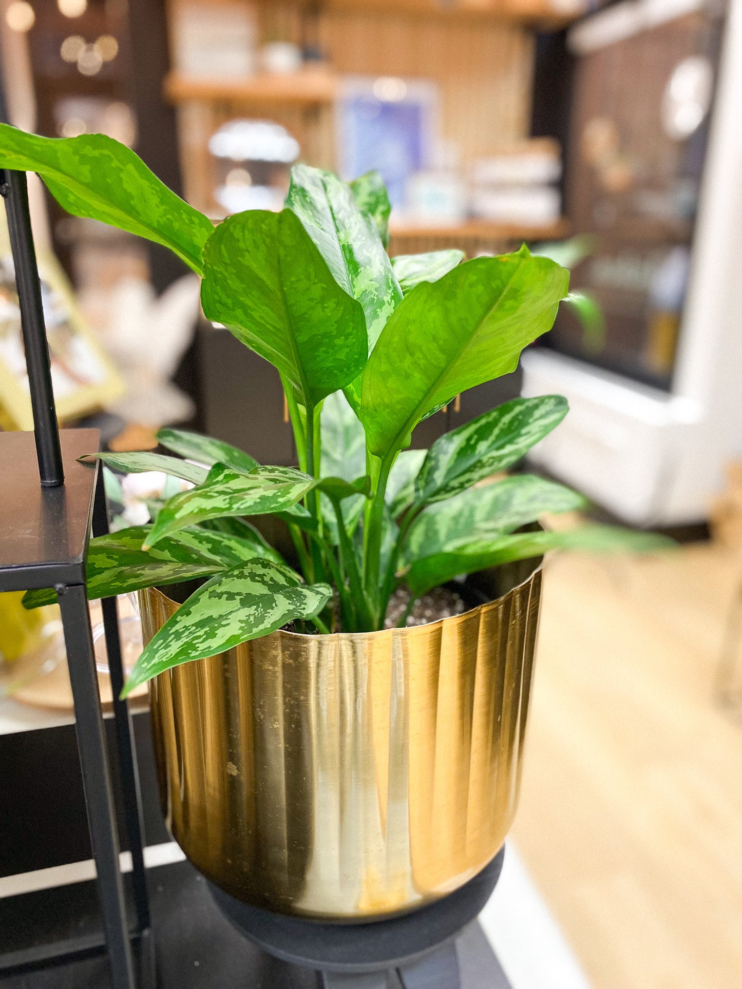 Chinese Evergreen #372 by Passionate Gem