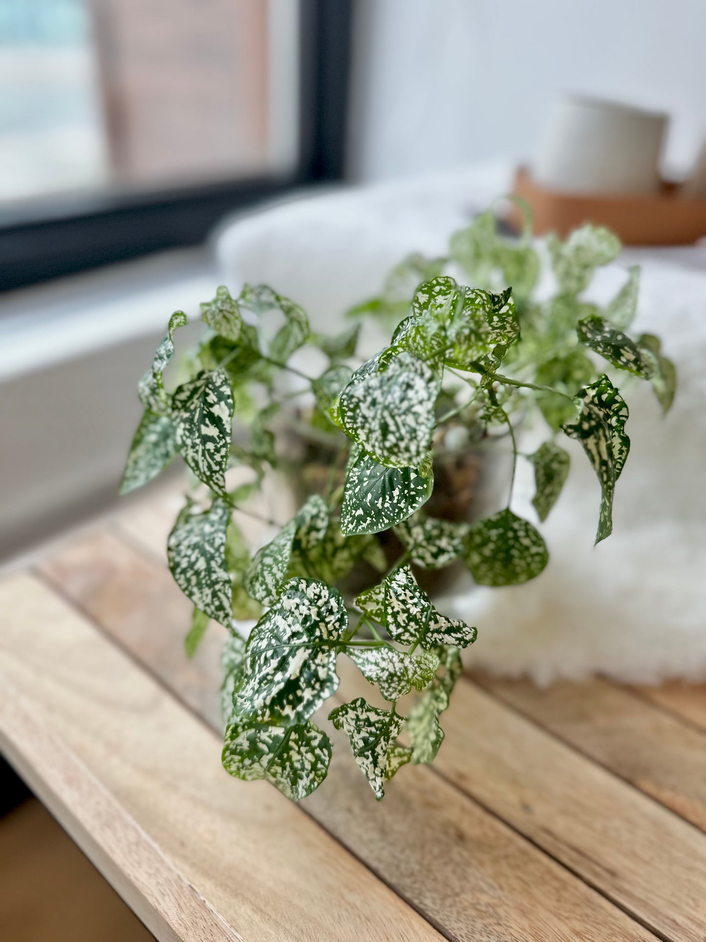 First Snow - Polka Dot Plant