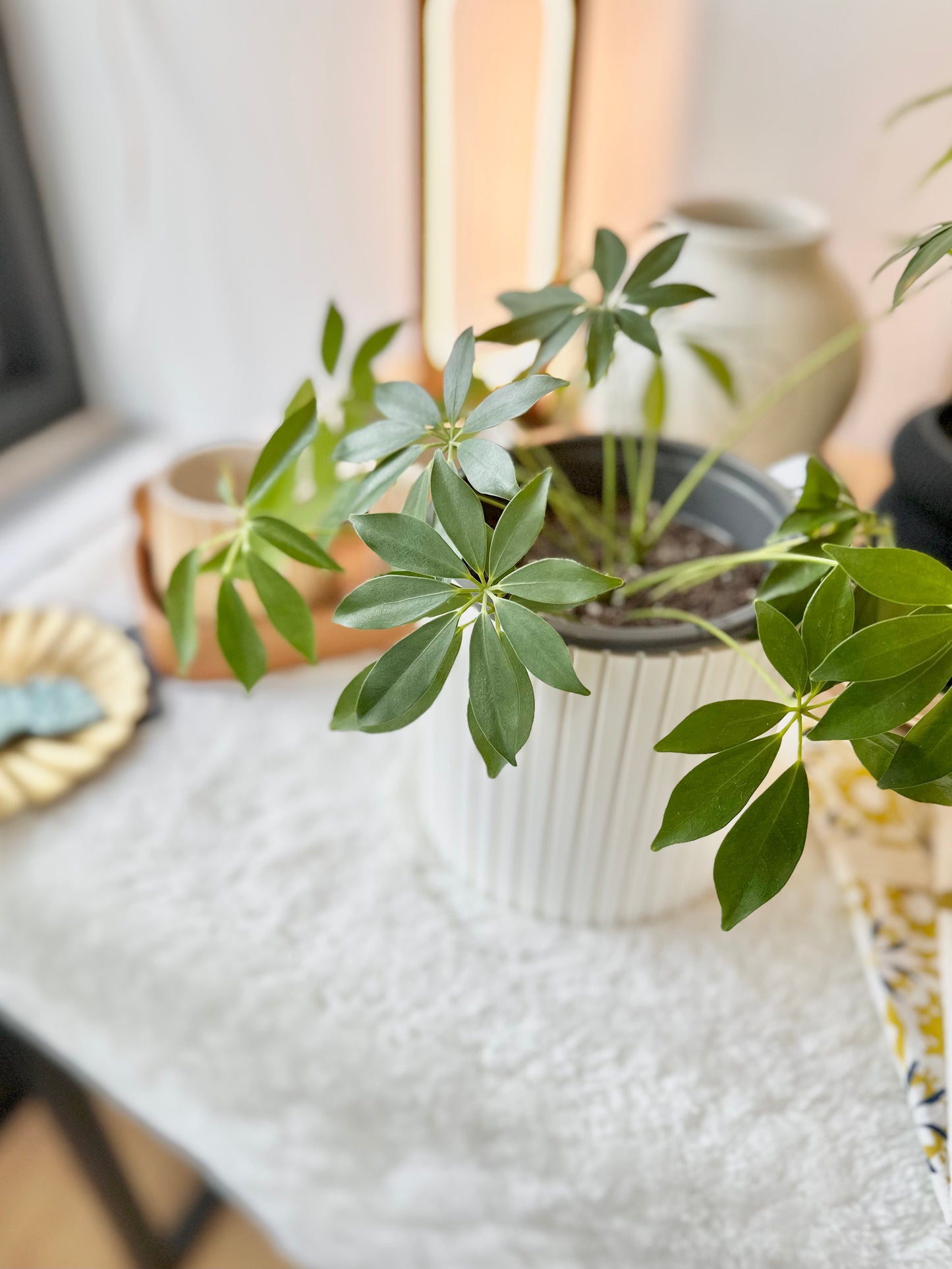 Umbrella Tree Plant by Passionate Gem #333
