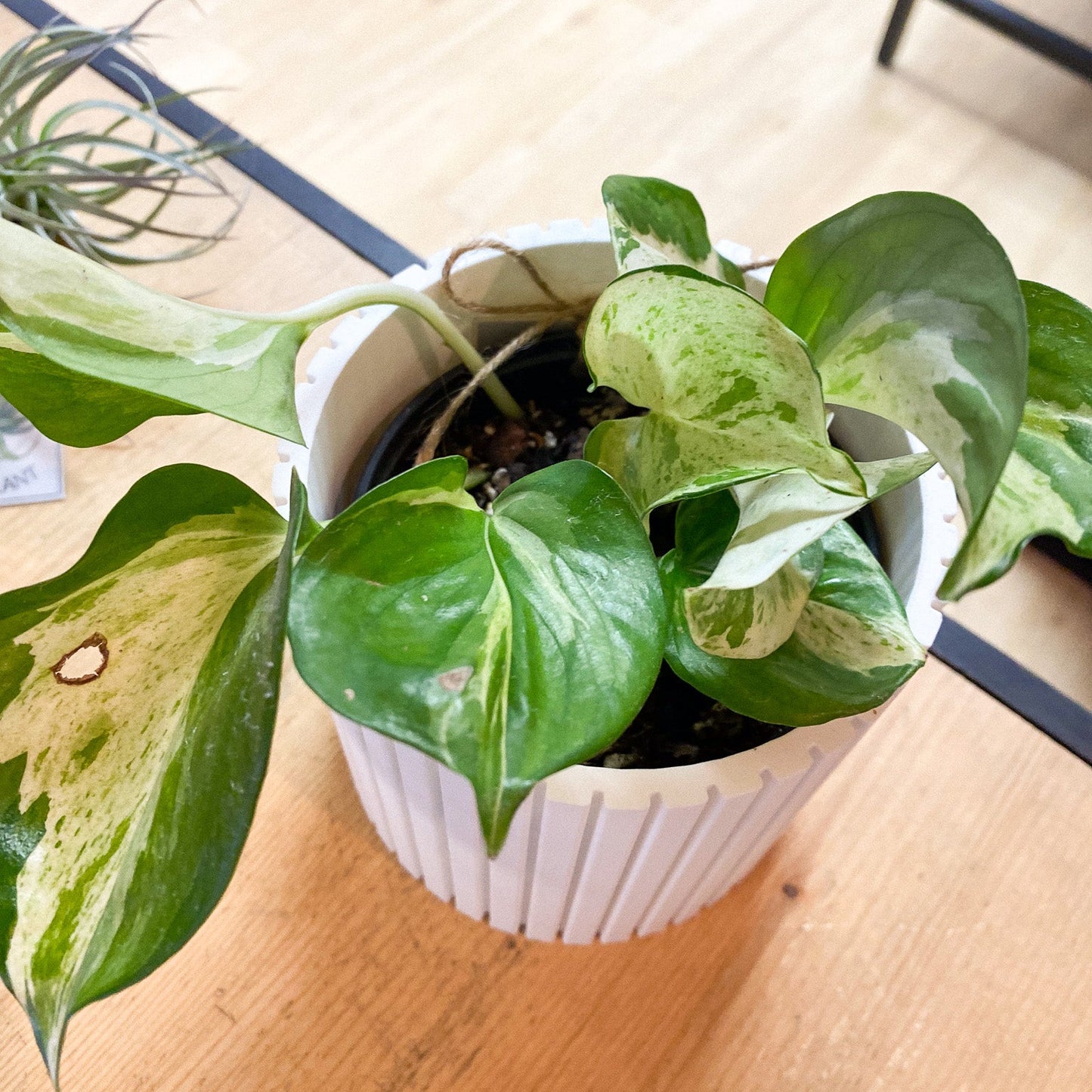 Pothos - Manjula Plant #377 by Passionate Gem