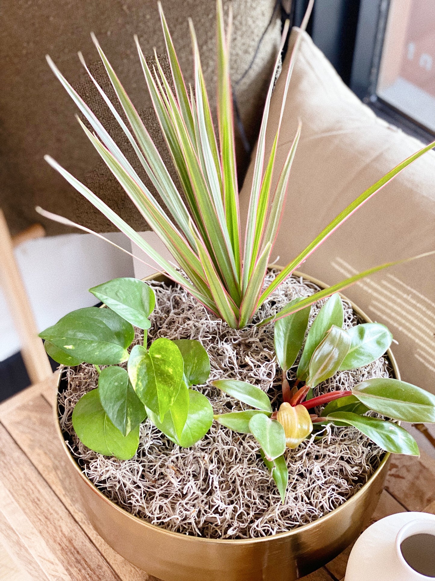 3 Plant Bundle w/ Moss + Gold Planter by Passionate Gem