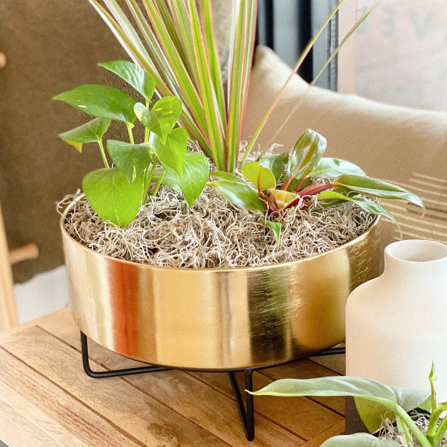 3 Plant Bundle w/ Moss + Gold Planter by Passionate Gem