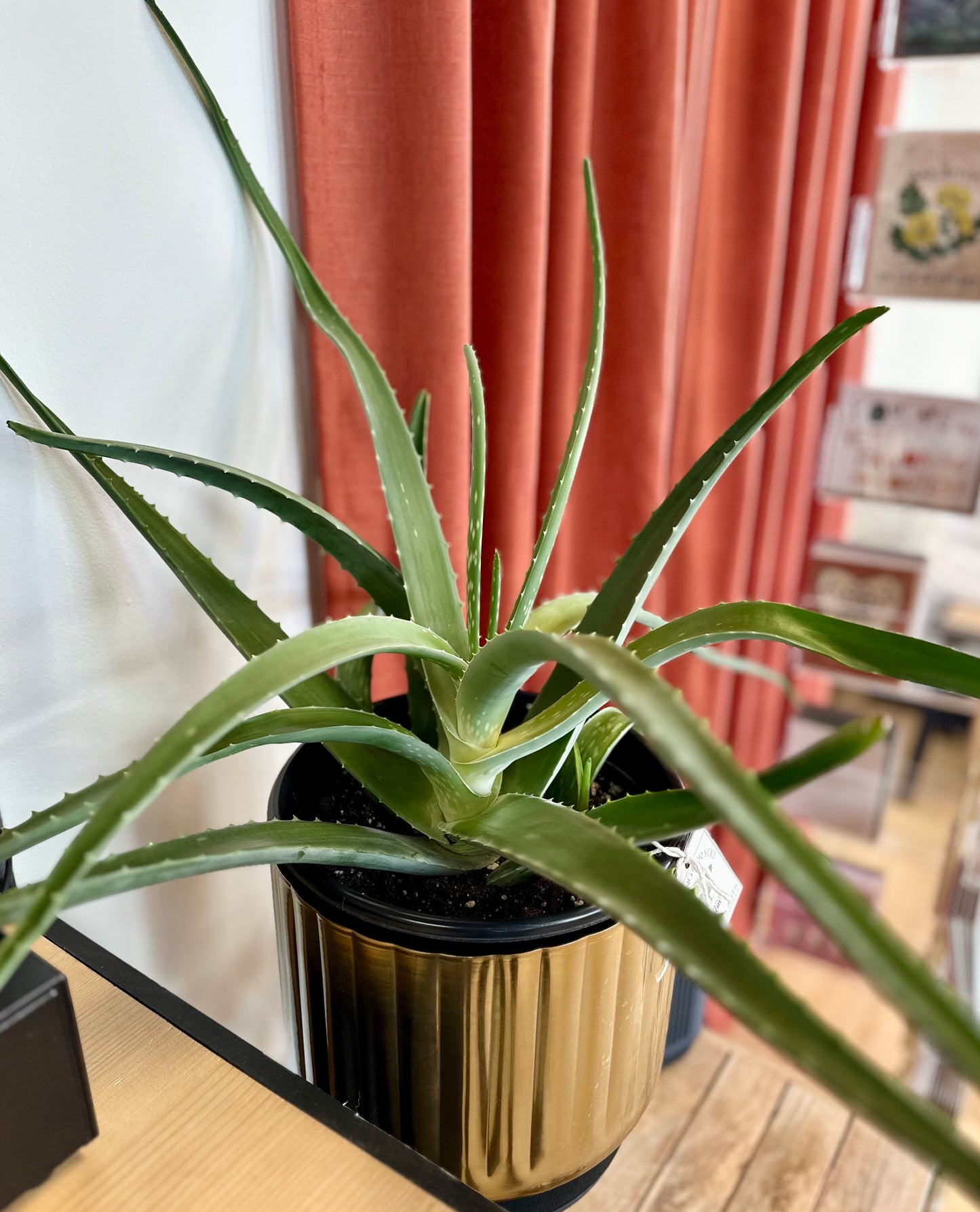 Aloe Vera #393 by Passionate Gem