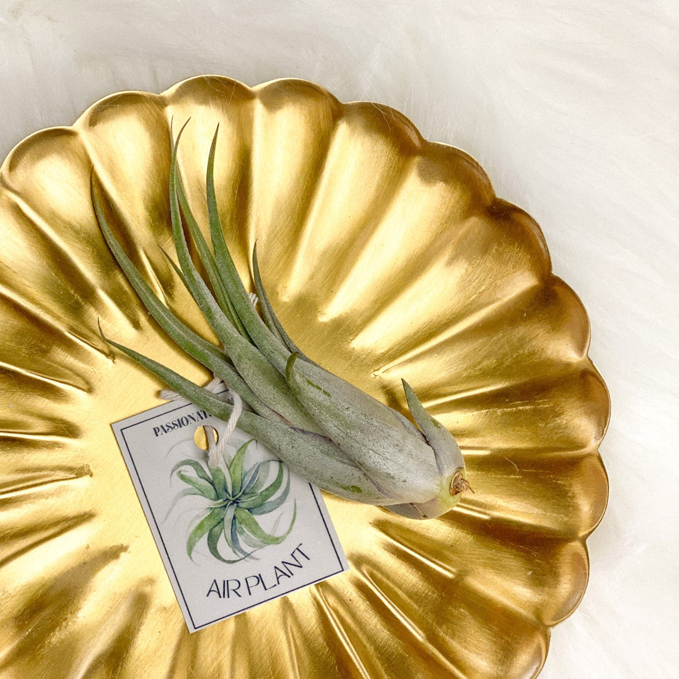 Air Plant #297 by Passionate Gem