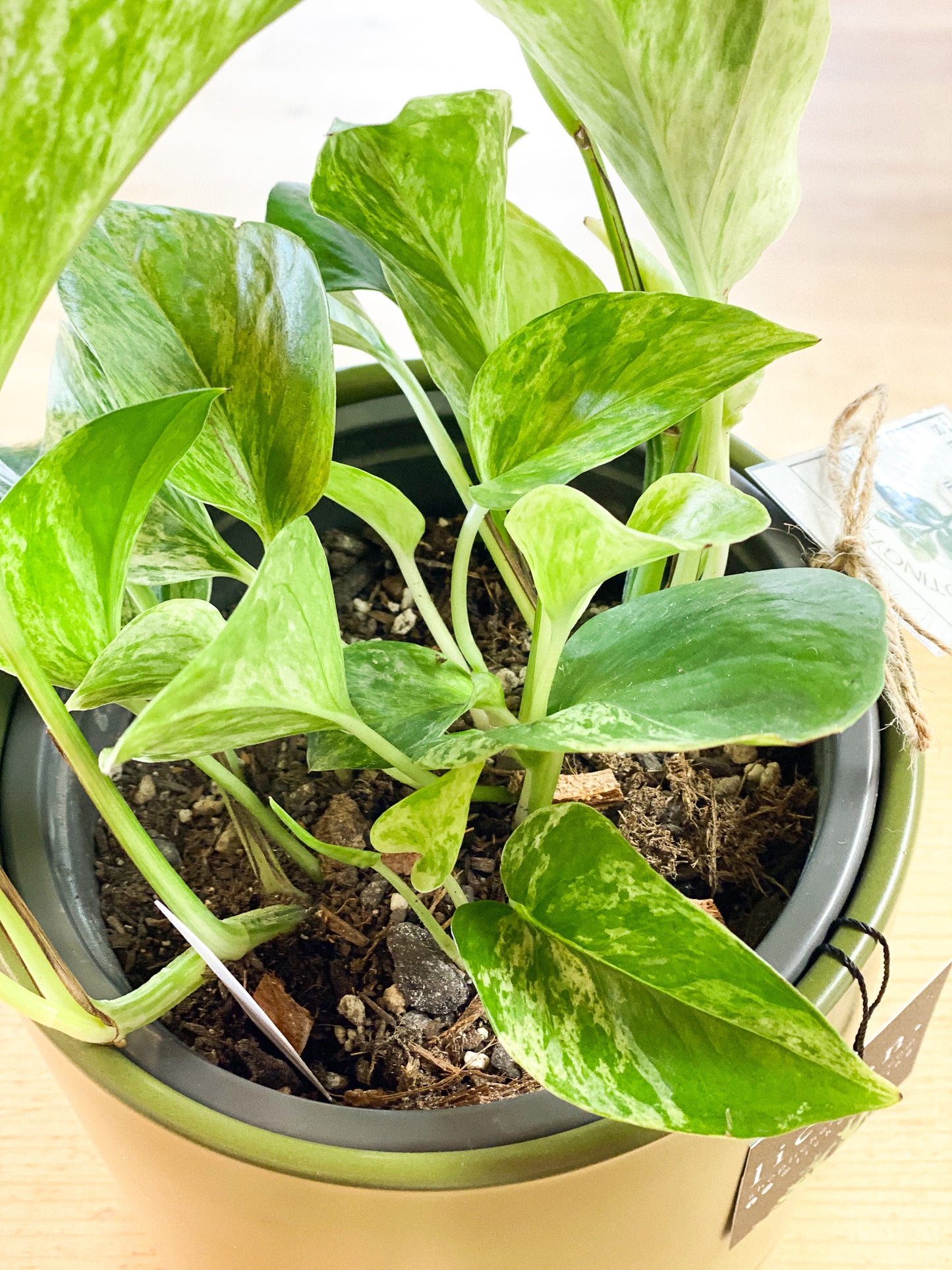 Golden Pothos Plant #423 by Passionate Gem