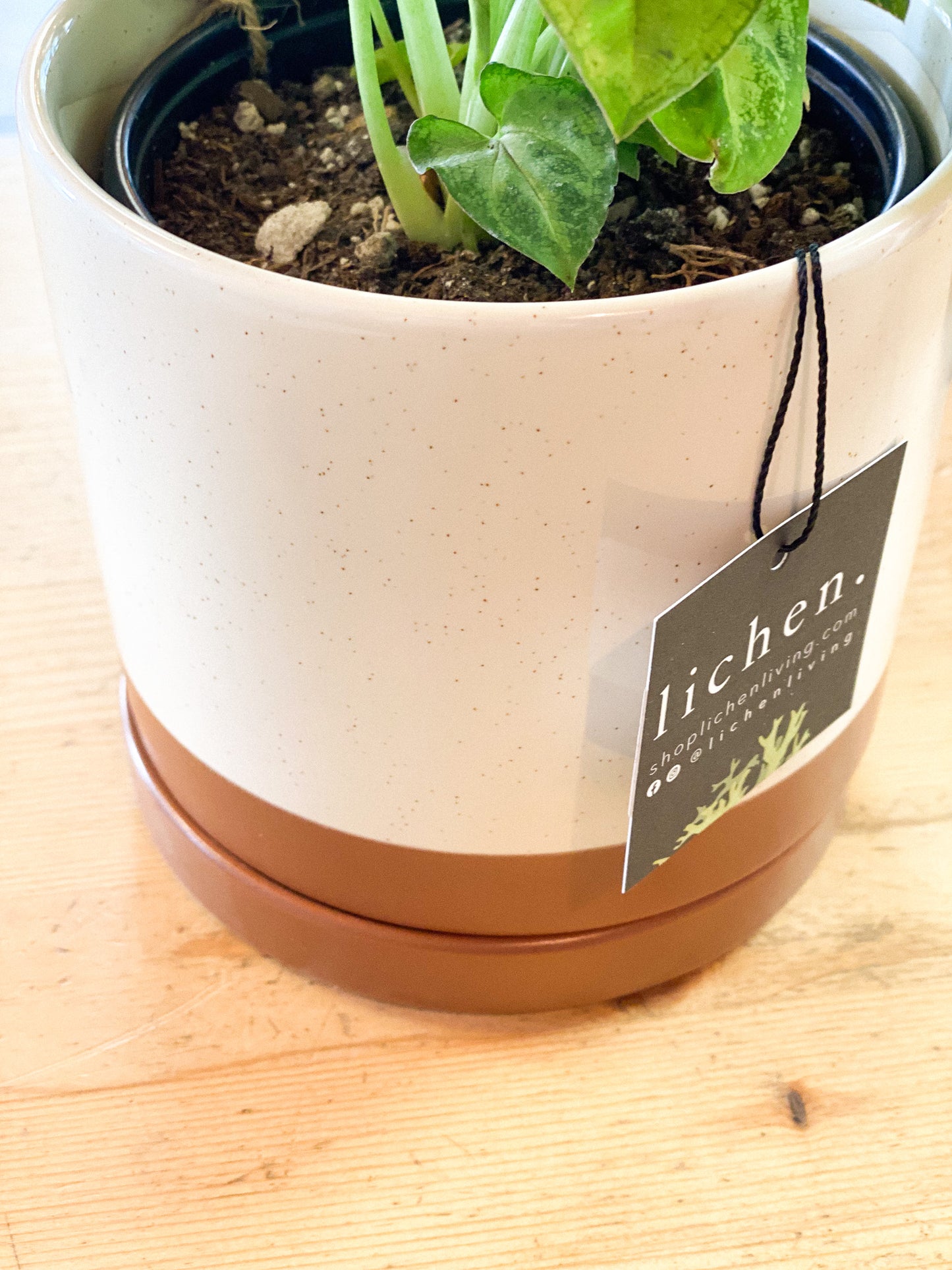 Desert Clay 6" Planter