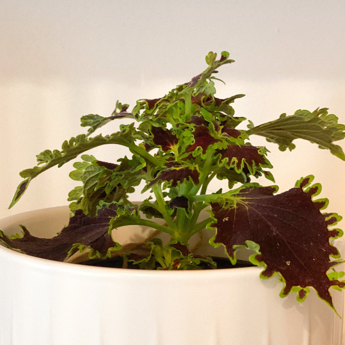 Coleus Plant #431 by Passionate Gem