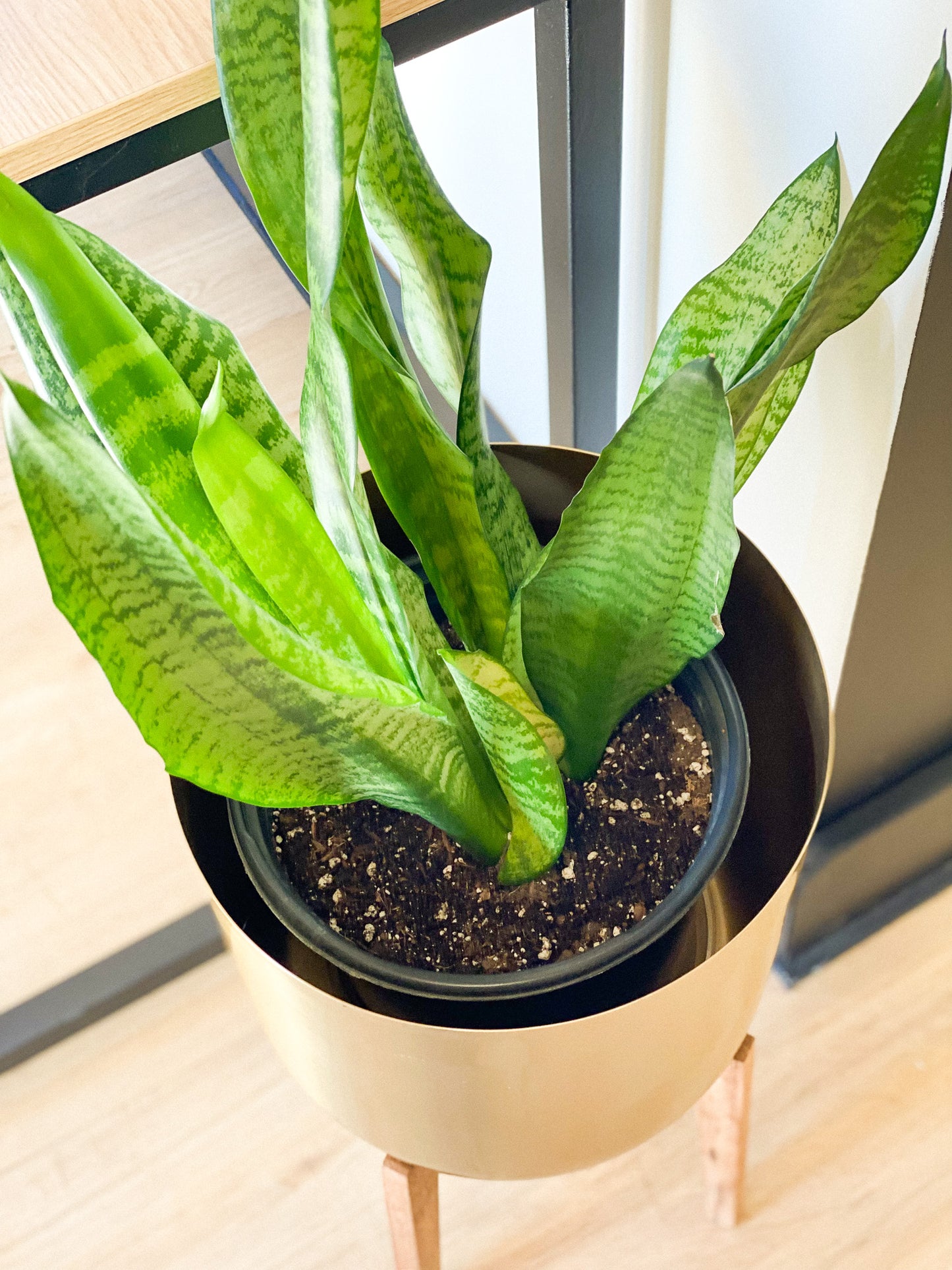 Snake Plant #331 by Passionate Gem