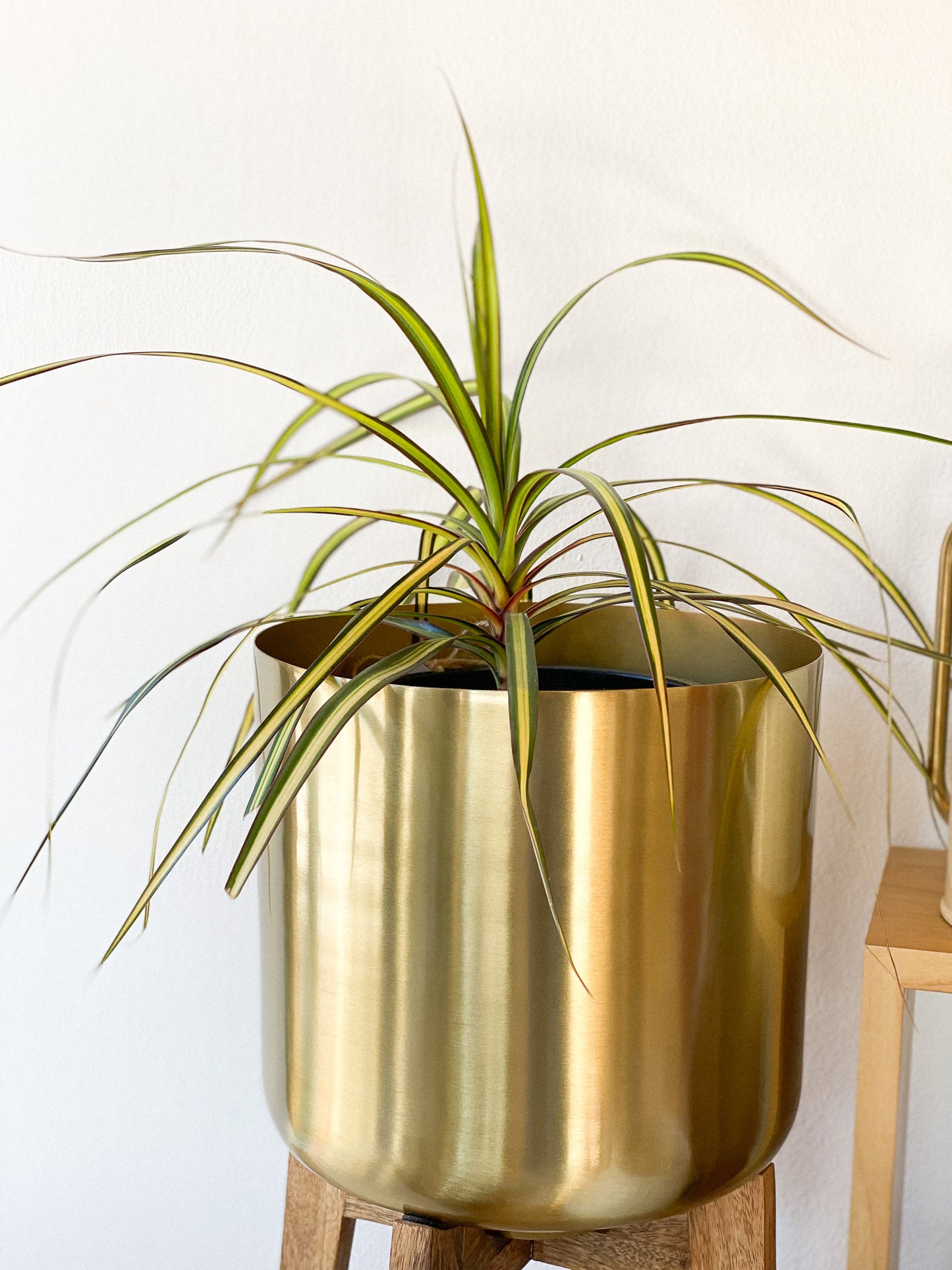 Dracaena - Marginita Plant #330 by Passionate Gem