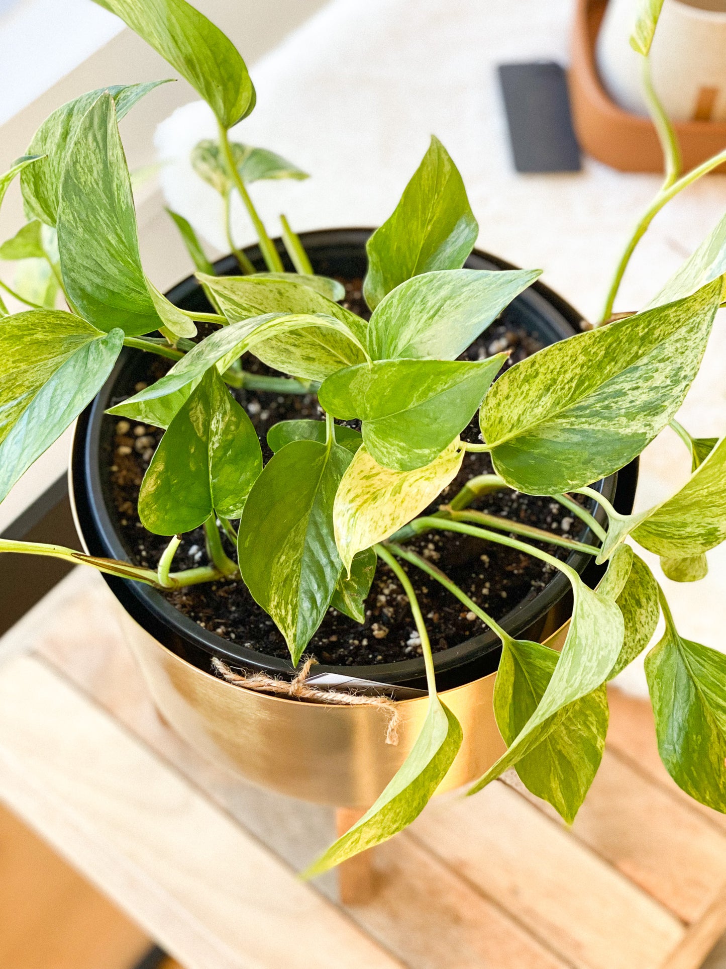 Pothos - Marble Queen #329 by Passionate Gem