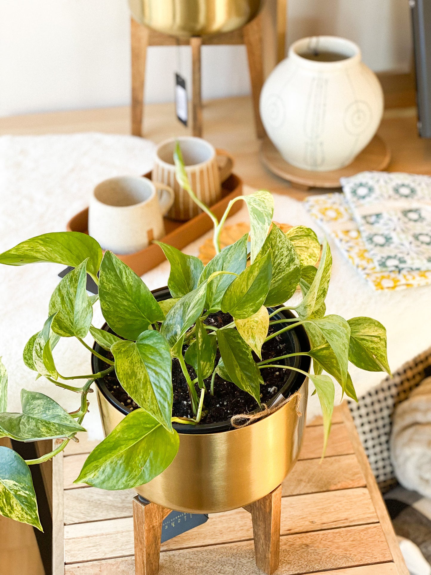 Pothos - Marble Queen #329 by Passionate Gem