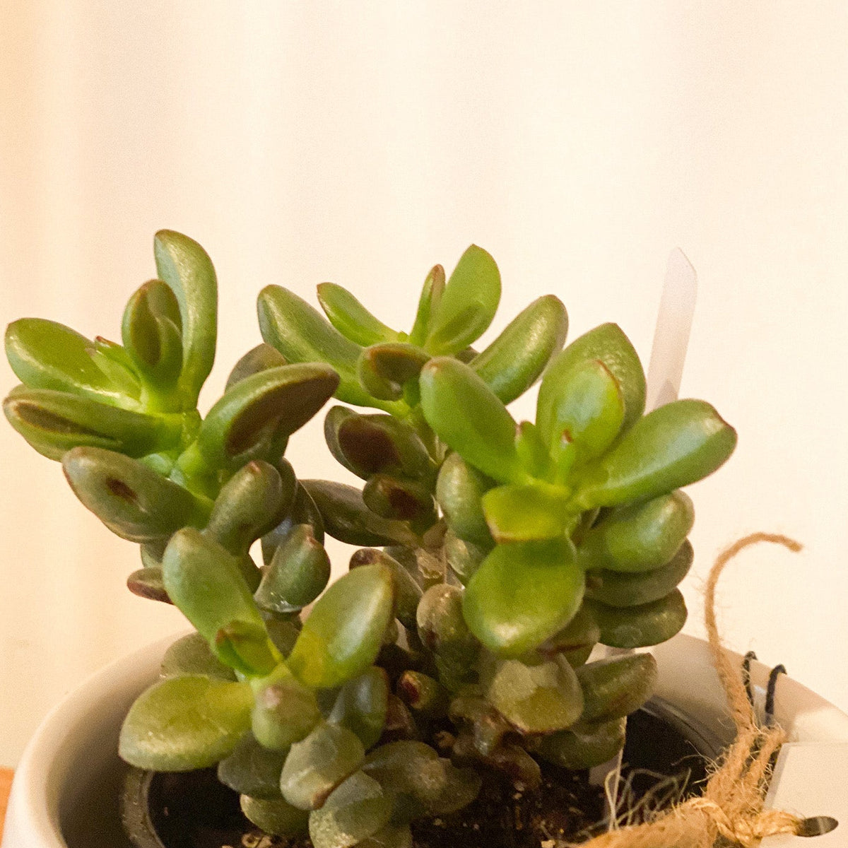 Jade Plant #436 by Passionate Gem