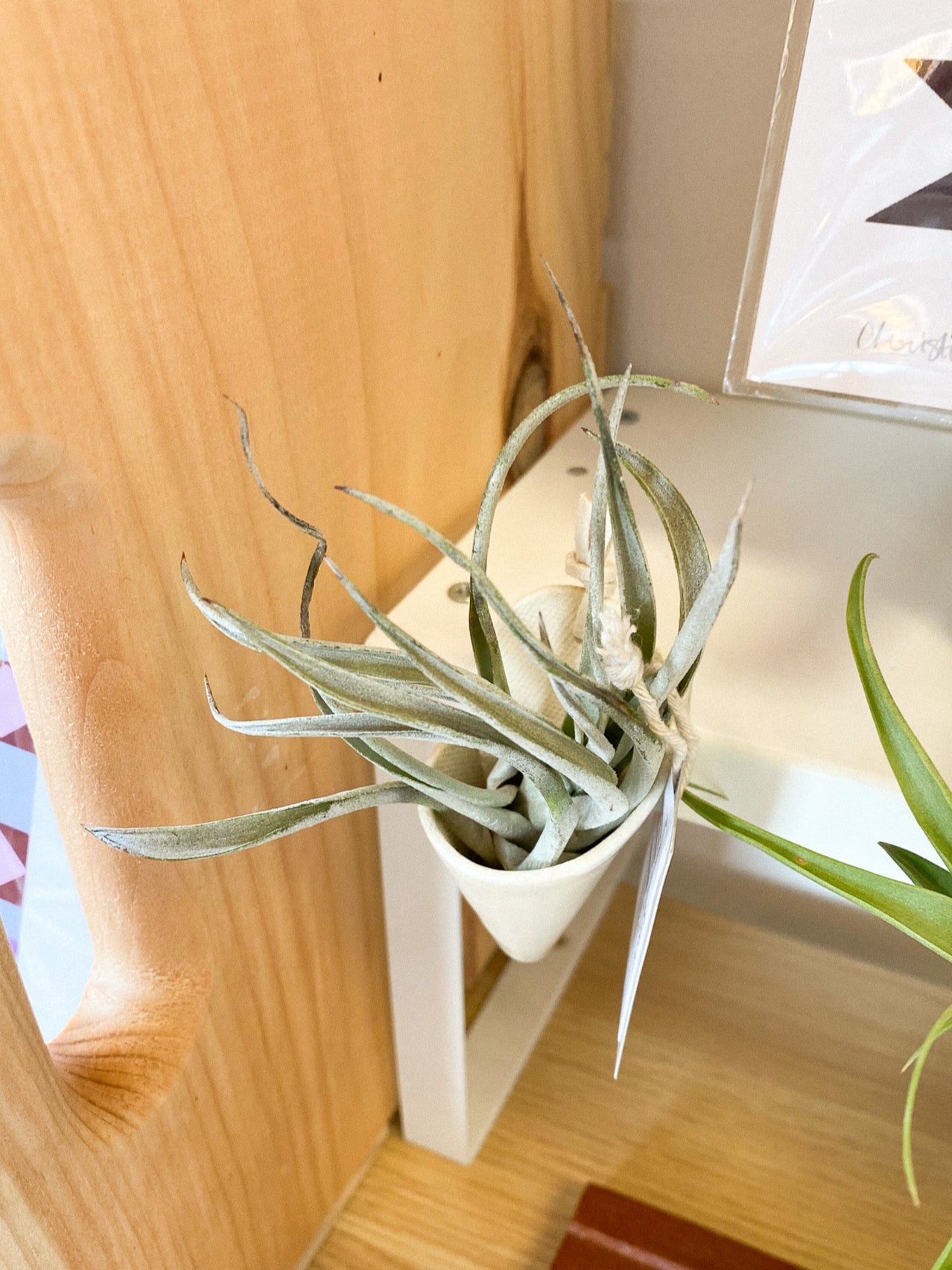 Air Plant #342 by Passionate Gem