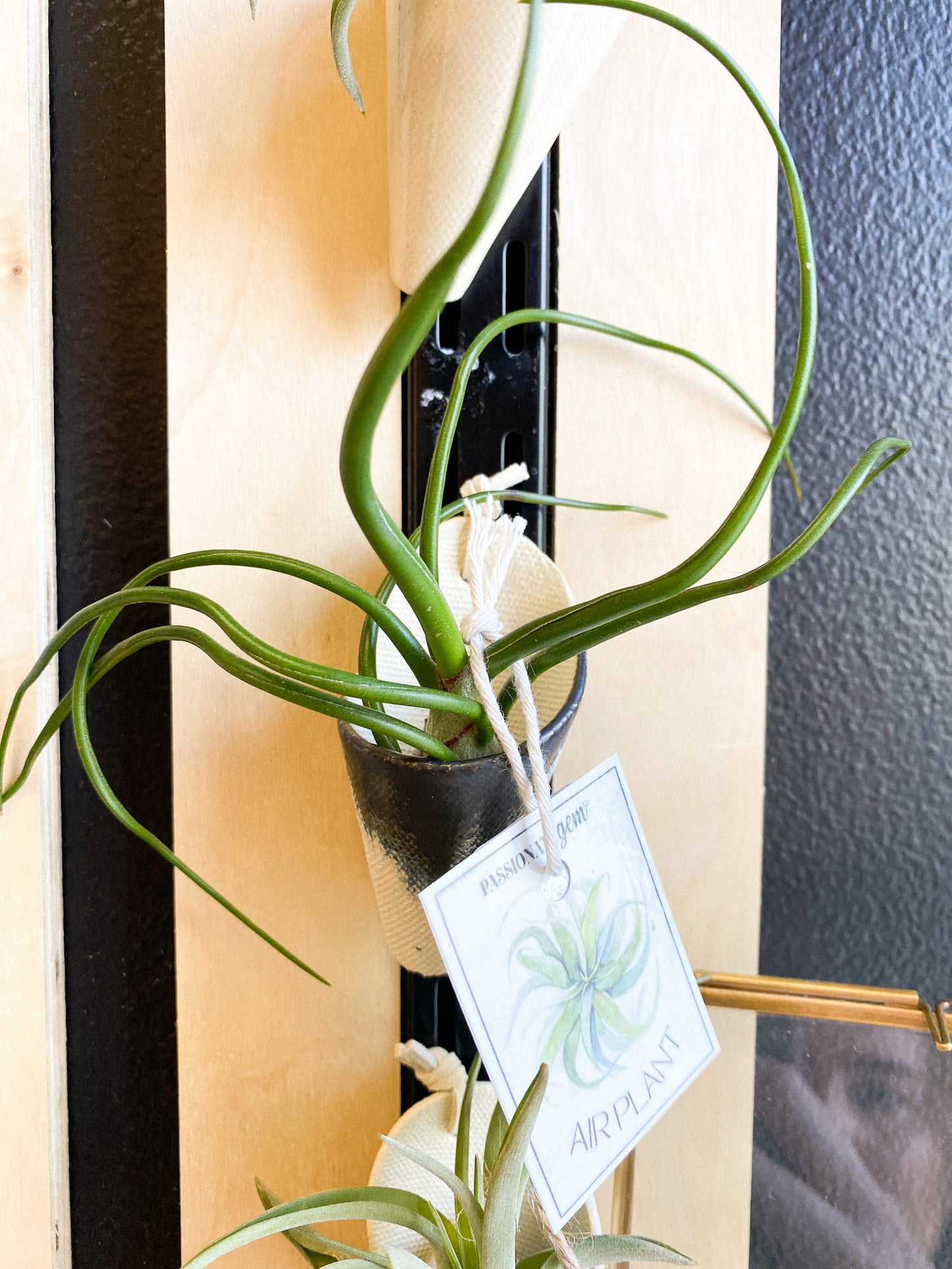 Air Plant #344 by Passionate Gem