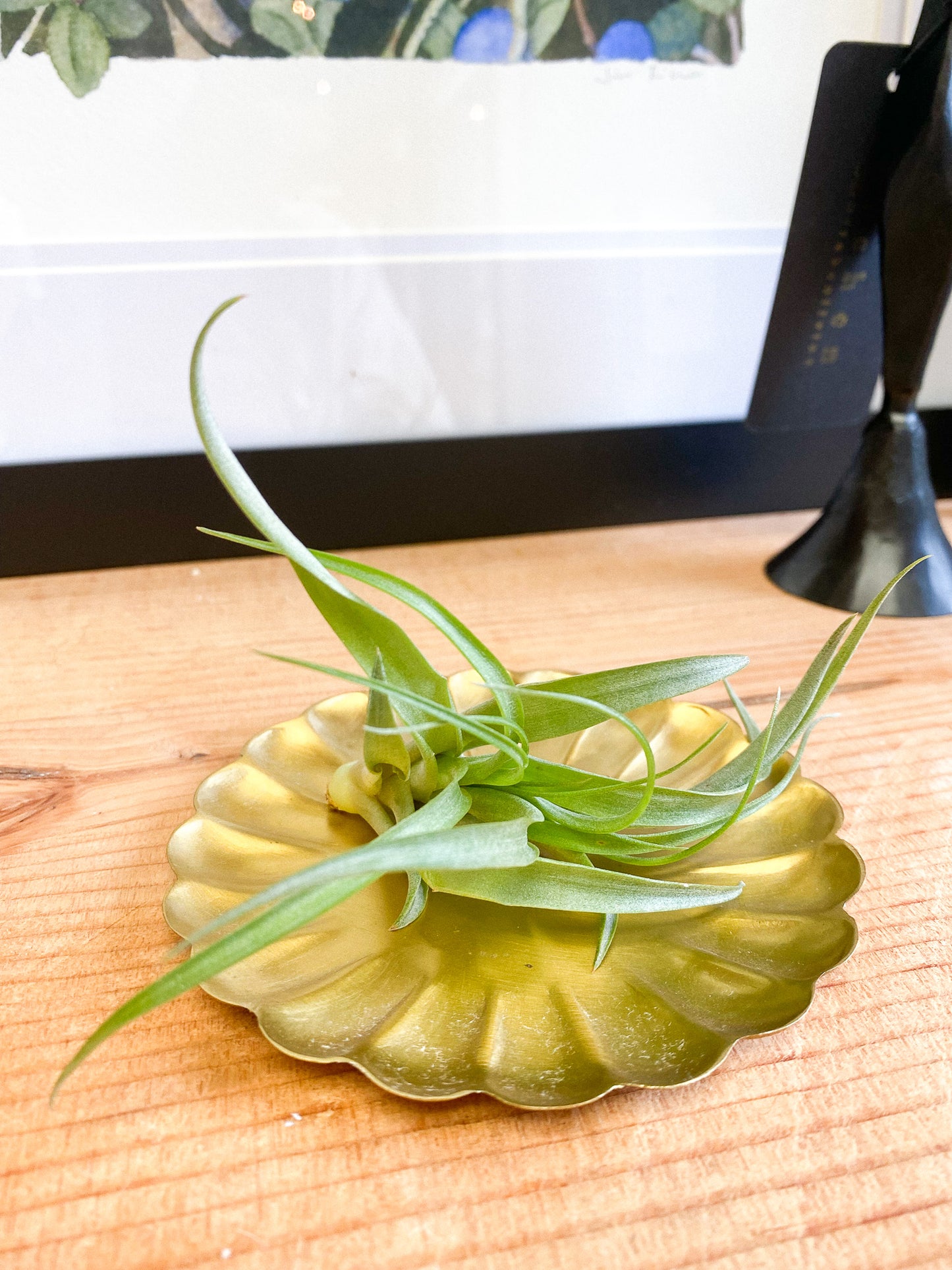 Air Plant #353 by Passionate Gem