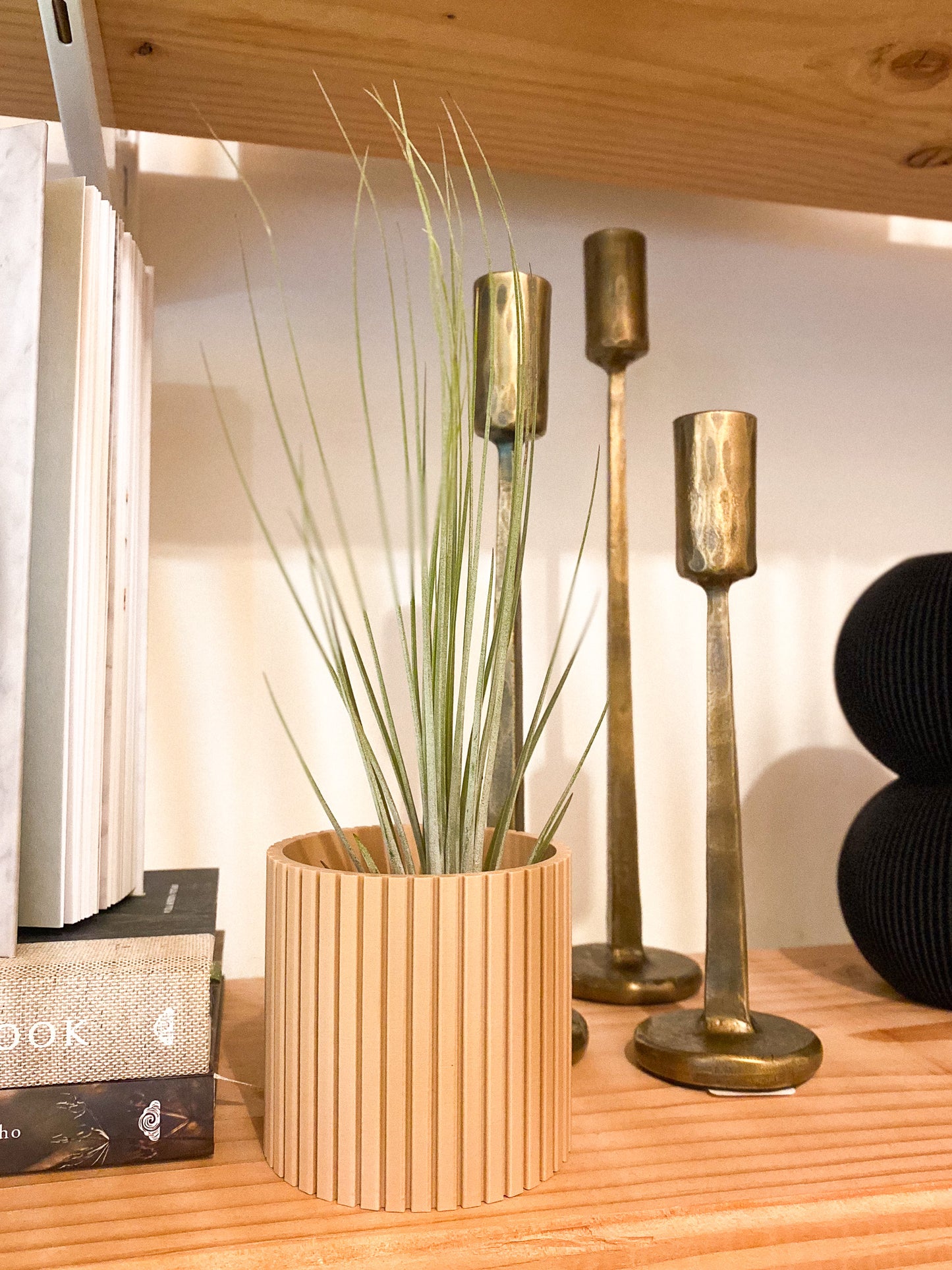 Air Plant #357 by Passionate Gem