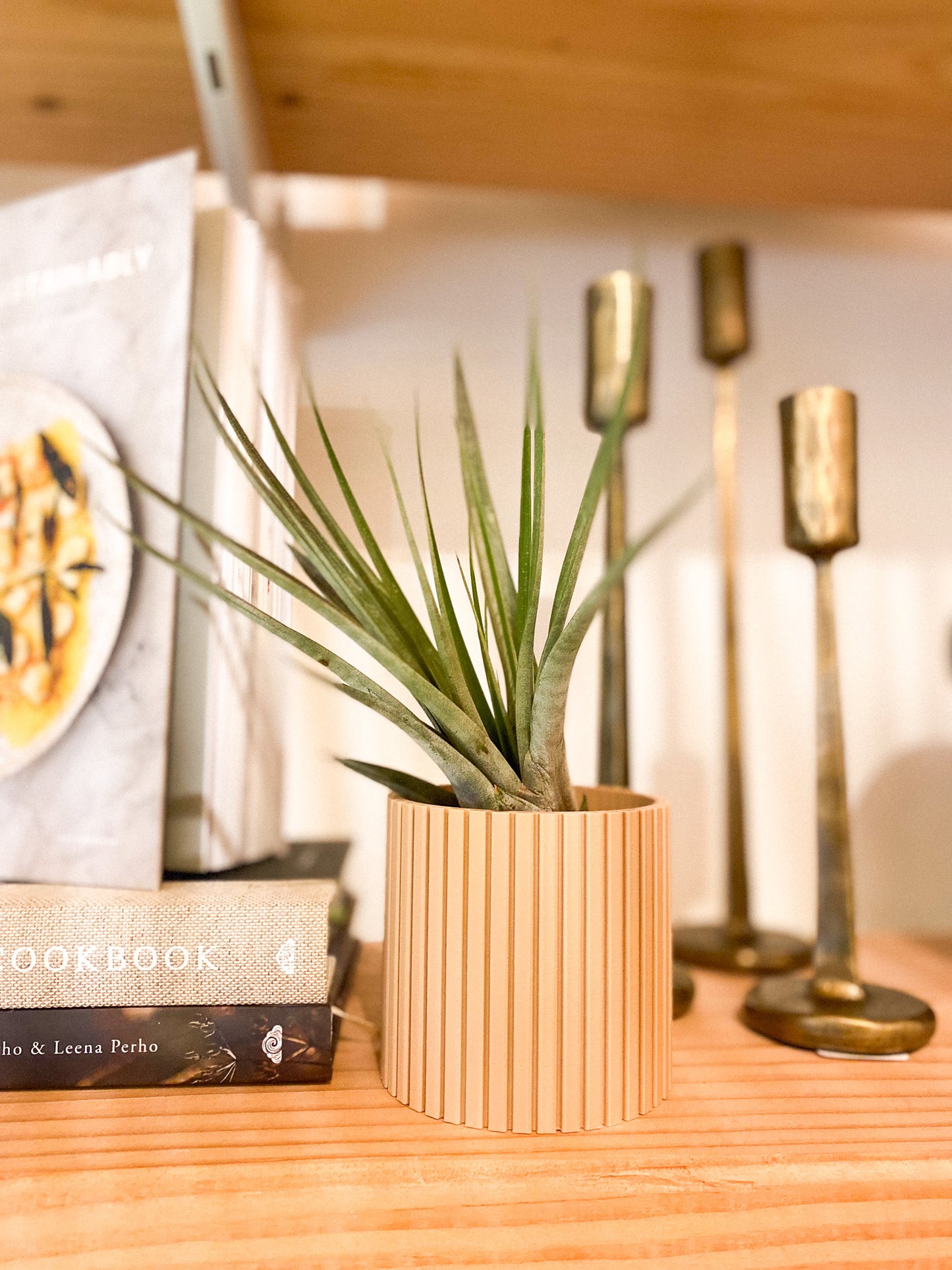 Air Plant #358 by Passionate Gem