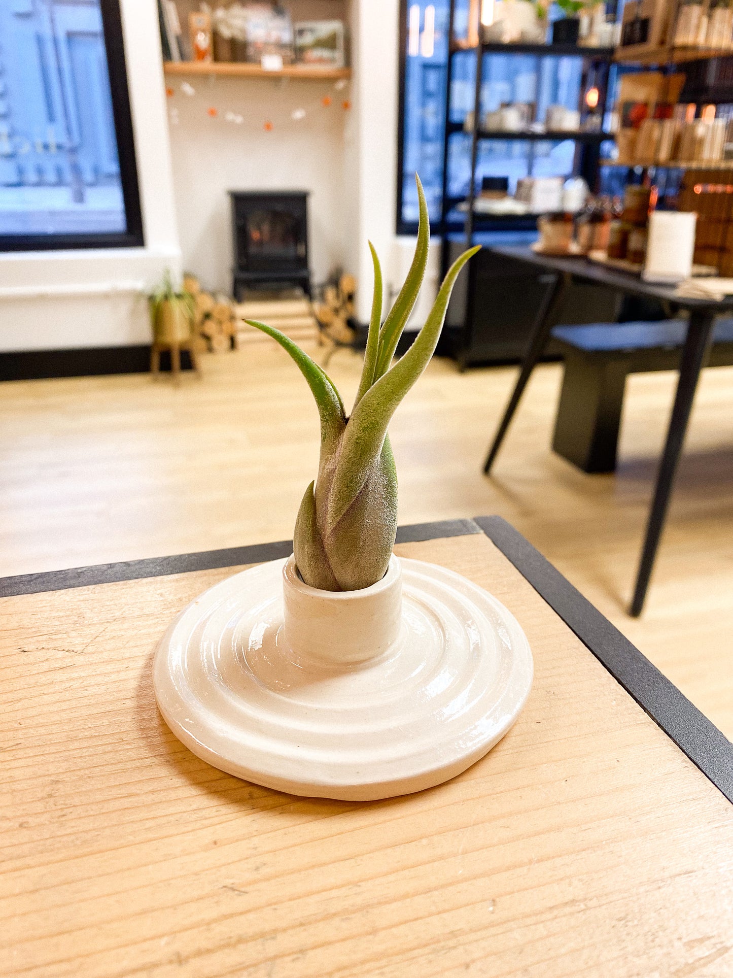 Air Plant #360 by Passionate Gem