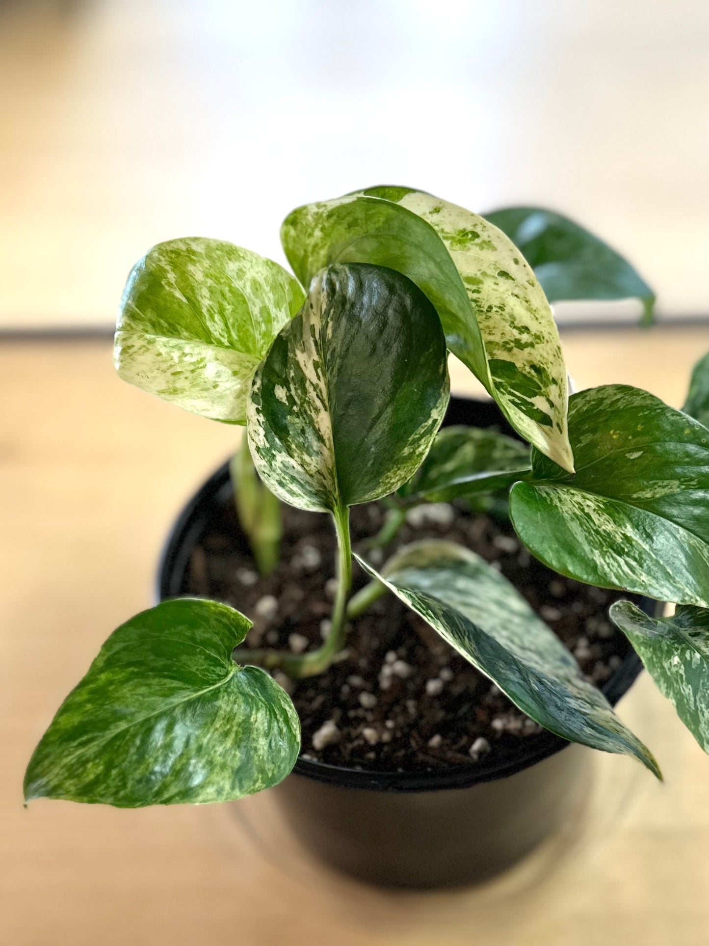 Pothos - Marble Queen #294 by Passionate Gem