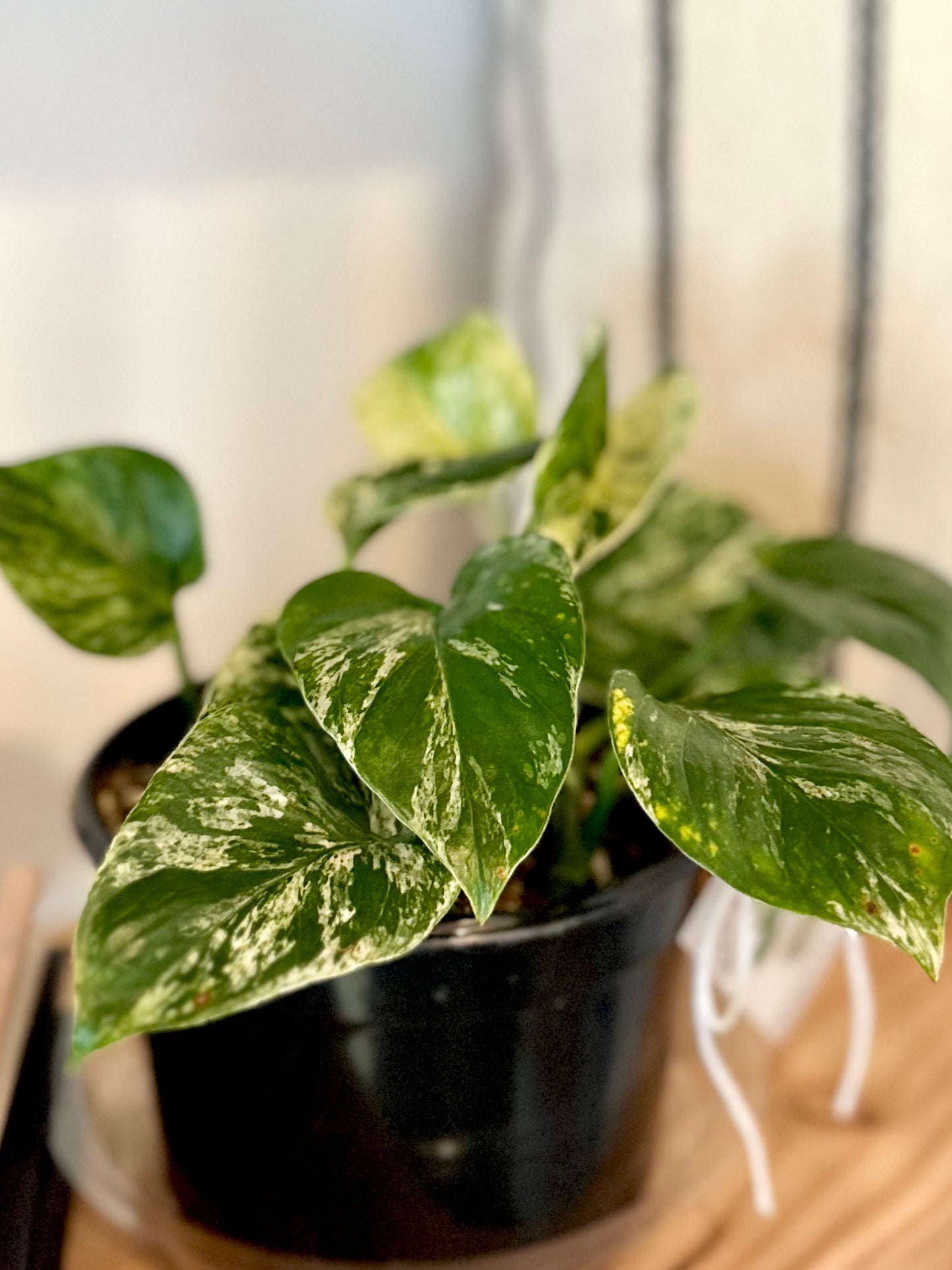 Pothos - Marble Queen #294 by Passionate Gem