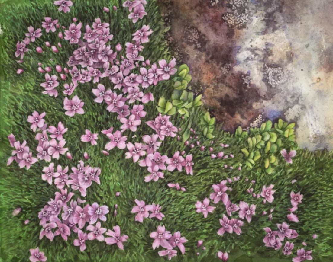 Moss Campion 11x14 Print by Robin Farmer