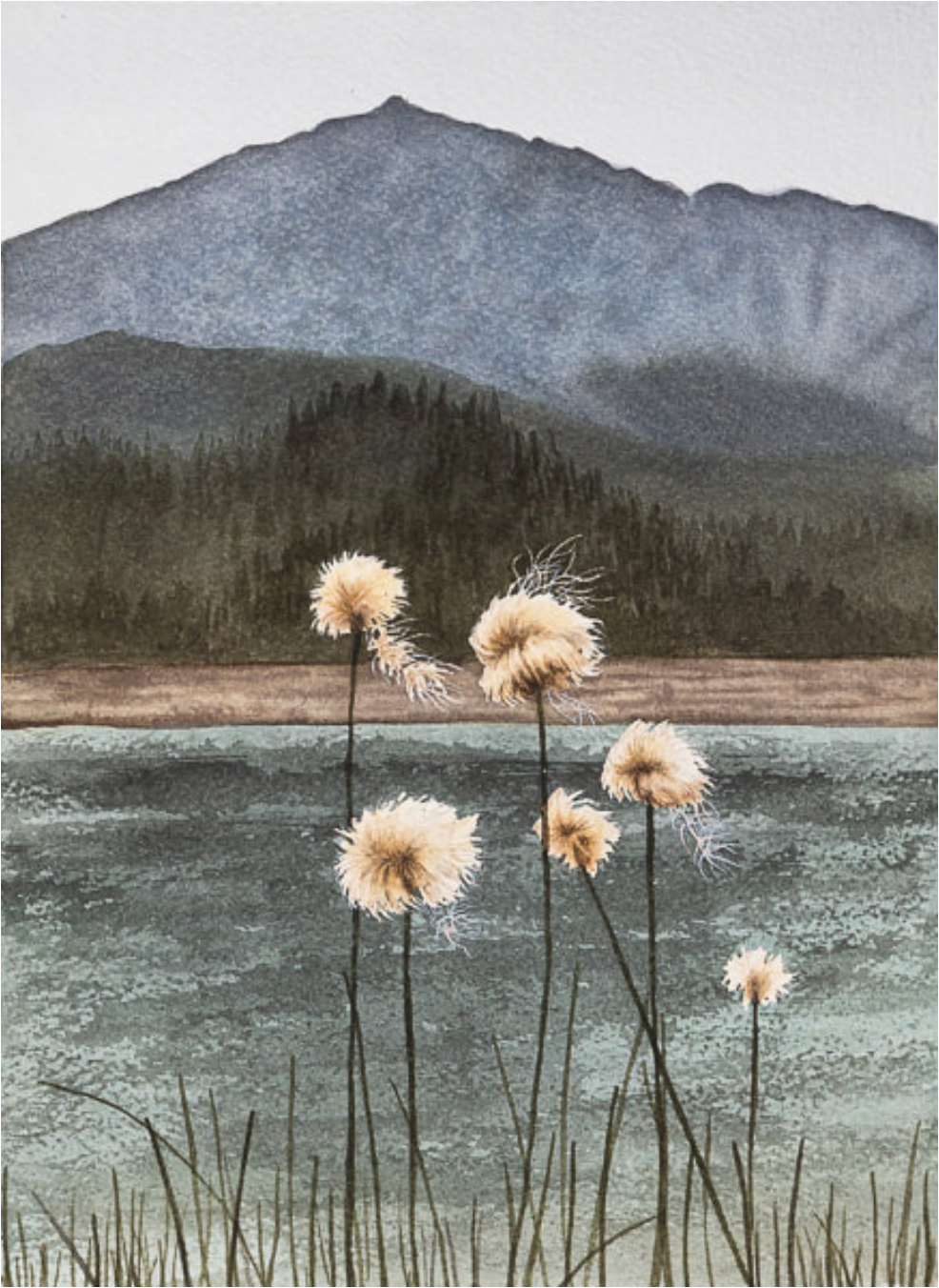 Eriophorum 11x14 Framed Canva Print by Robin Farmer