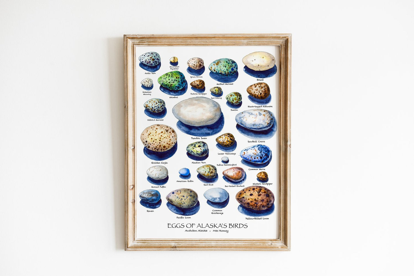 Eggs of Alaska Birds 11x14 Print by Max Romey