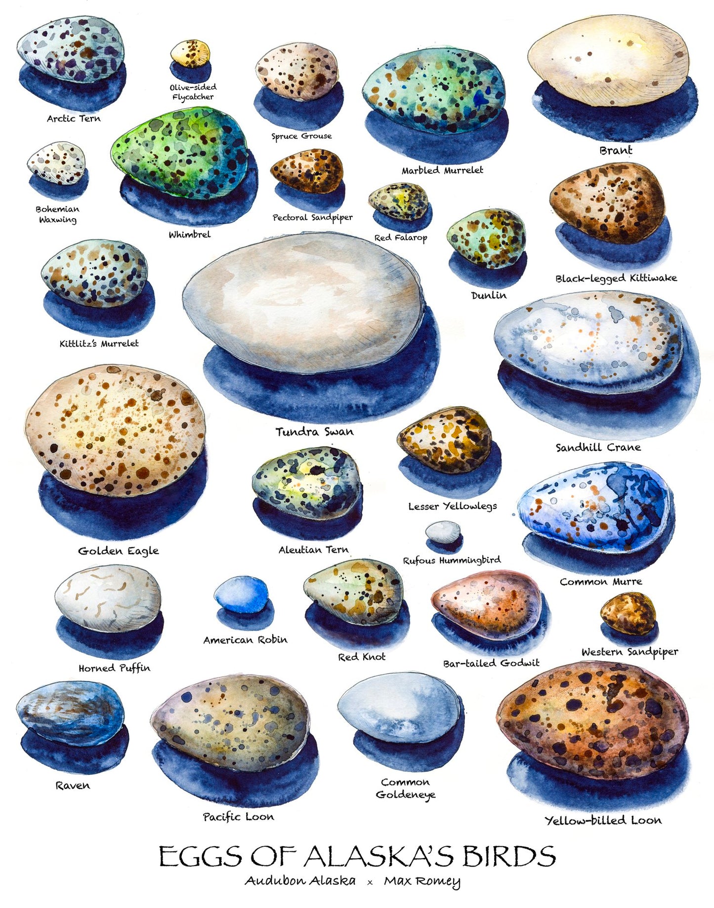 Eggs of Alaska Birds 11x14 Print by Max Romey