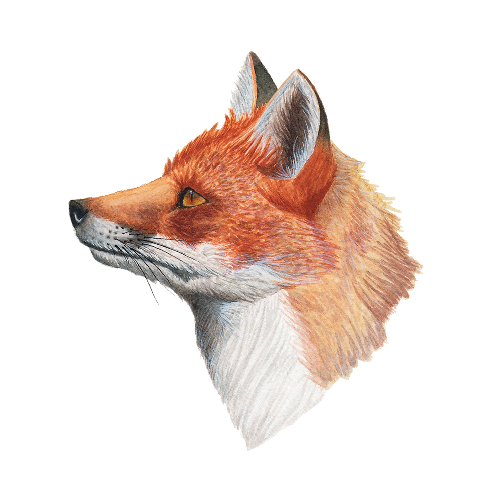 Mr. Fox 8x8 Print by Brittany Montour