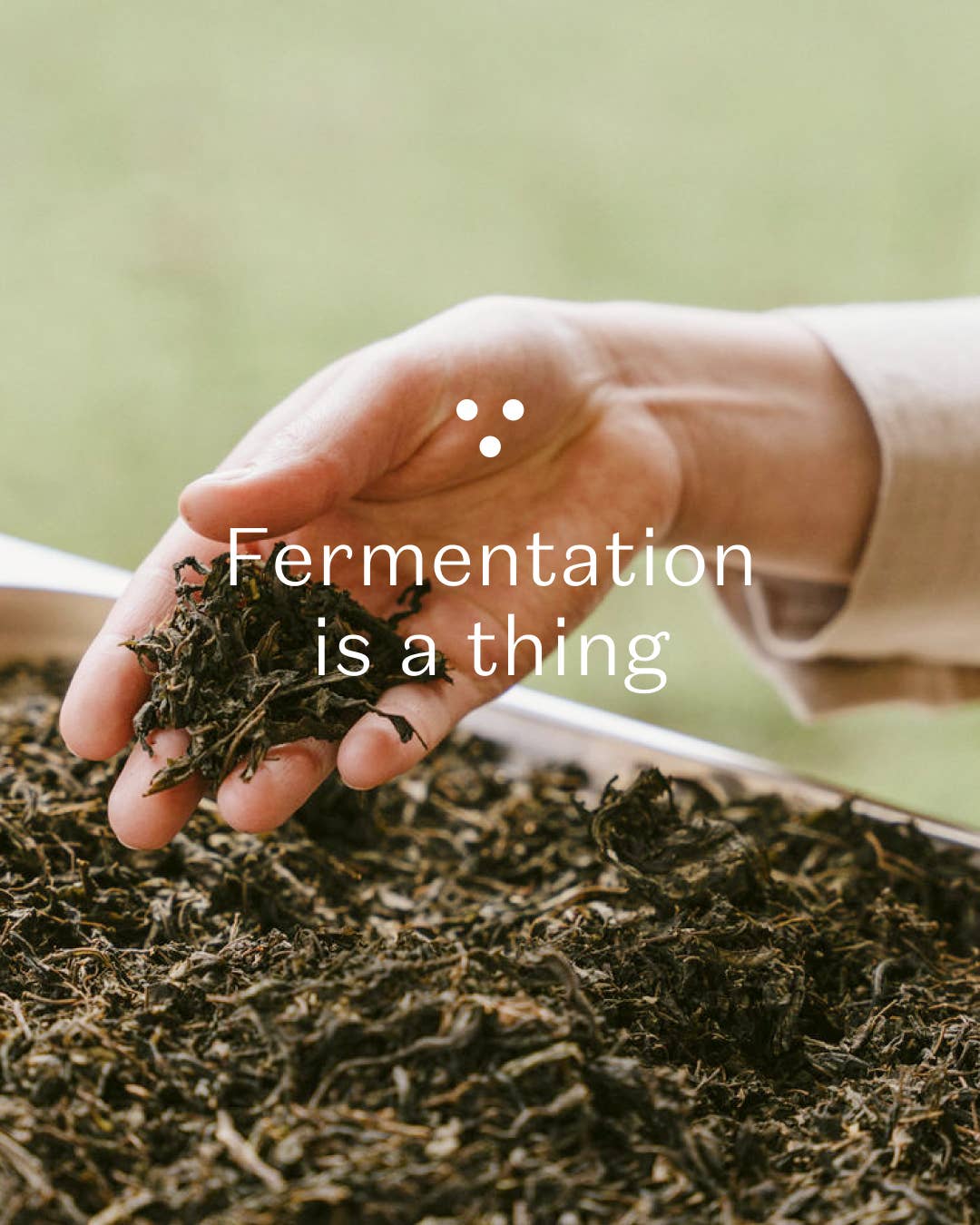 Hand holding dried tea leaves with text 'Fermentation is a thing' on a blurred green background