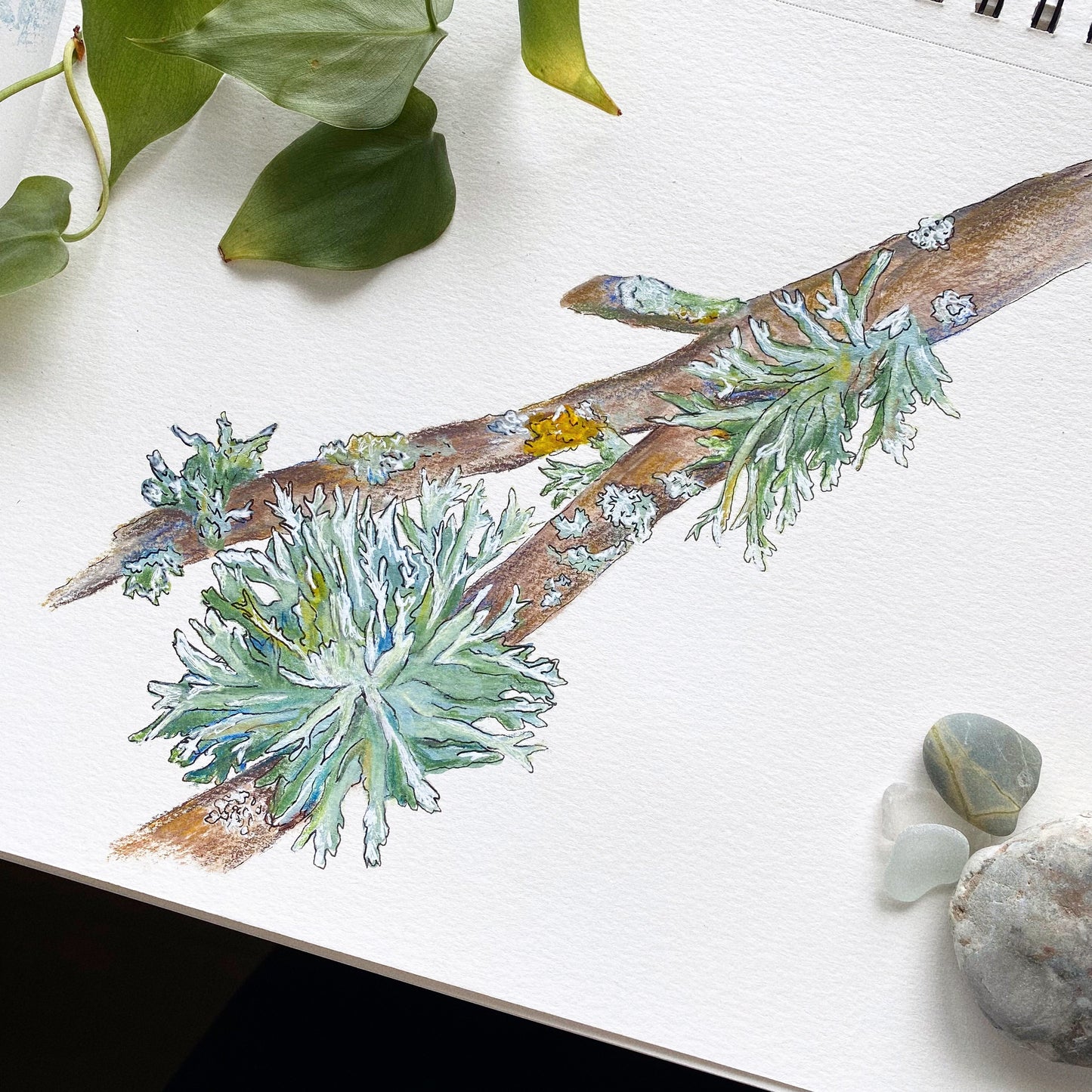Lichen Sticker by Anya Toelle