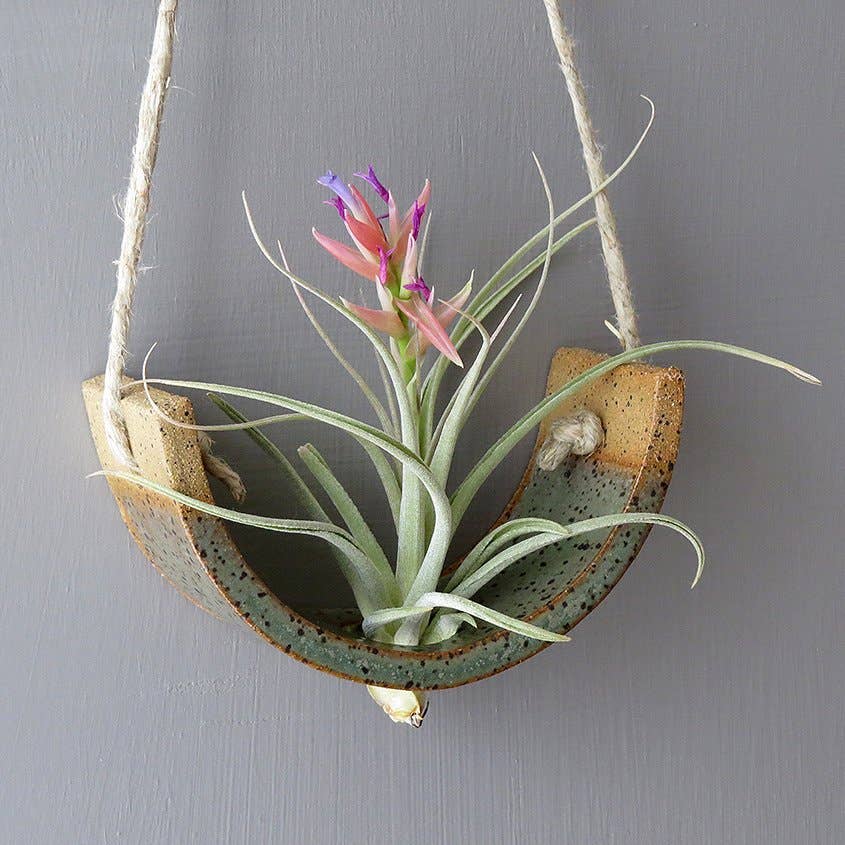 Hanging Air Plant Cradle | Gunmetal Green by Mudpuppy