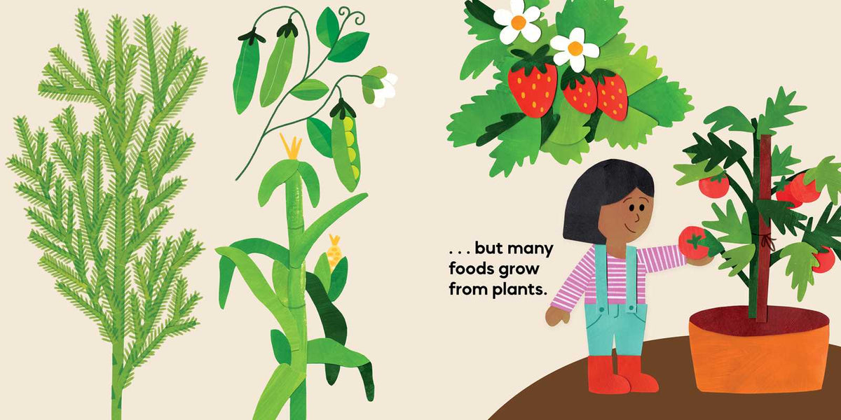 Our Food Grows Book by Sarah M. White
