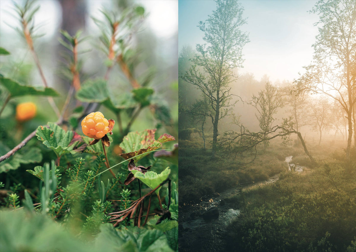 Food in the Wild: Recipes for Foraged Berries, Mushrooms & Herbs