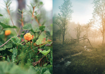 Food in the Wild: Recipes for Foraged Berries, Mushrooms & Herbs